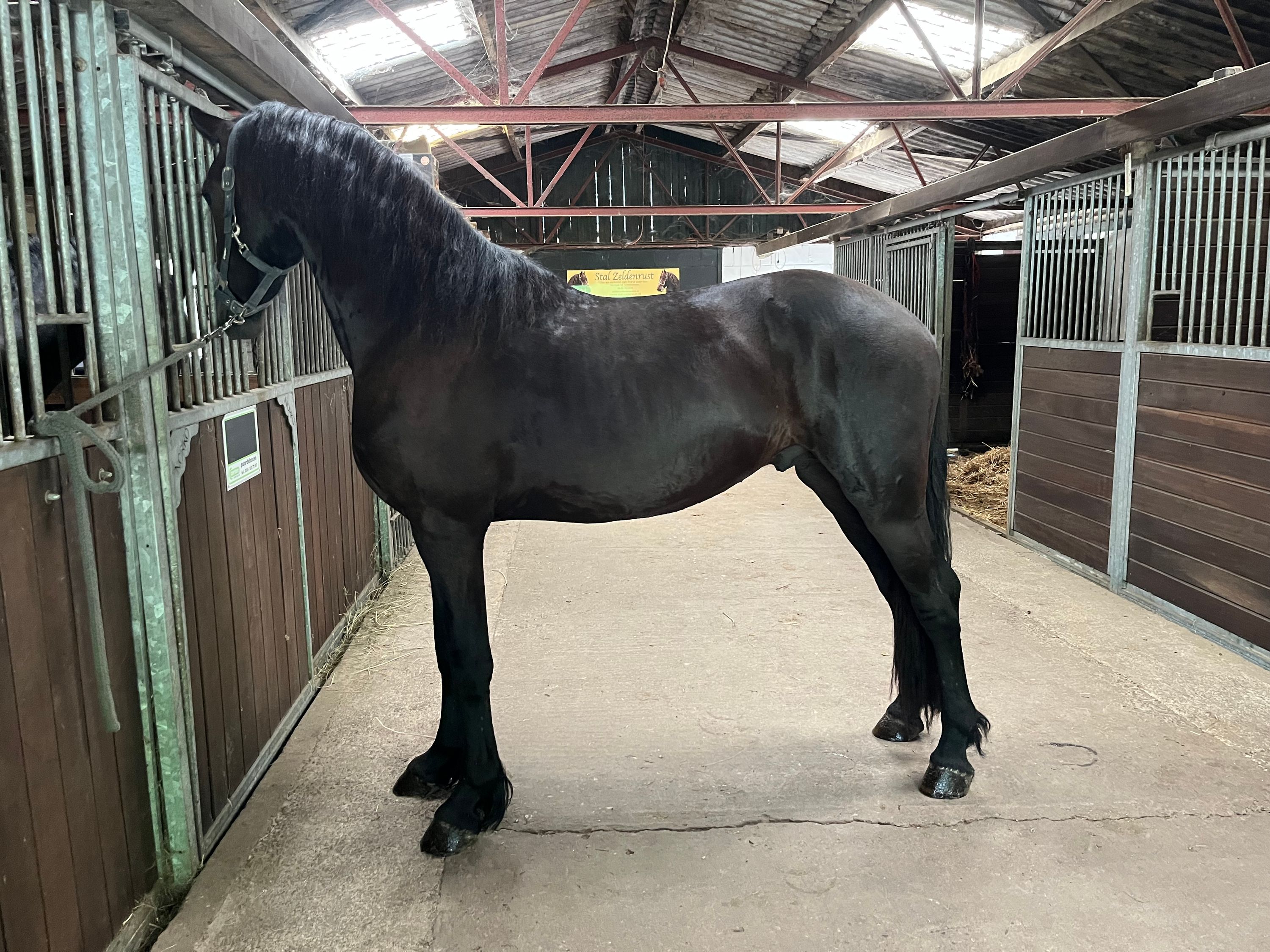 fries hengst 2 years old zwart for sale - Photo 2