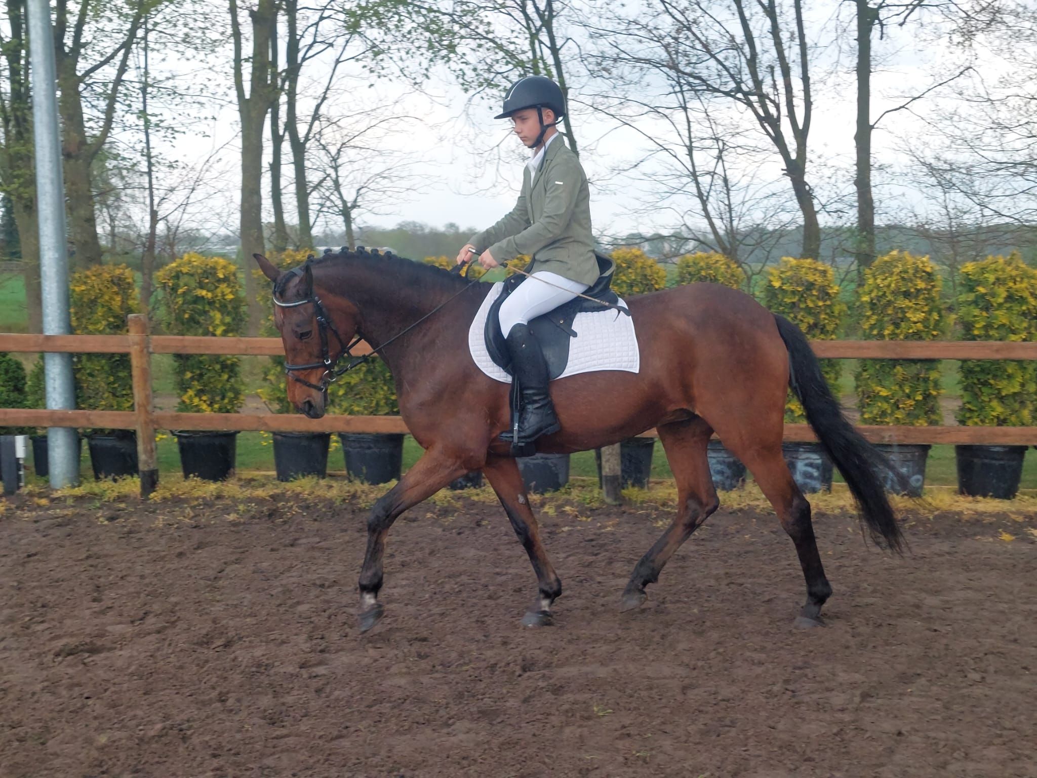 Great schoolmaster, extremely well-behaved, D-pony