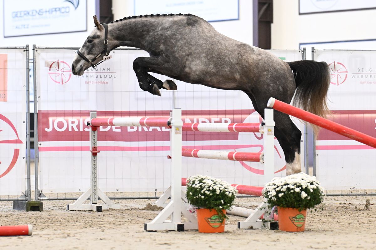 Show jumper 5 years old