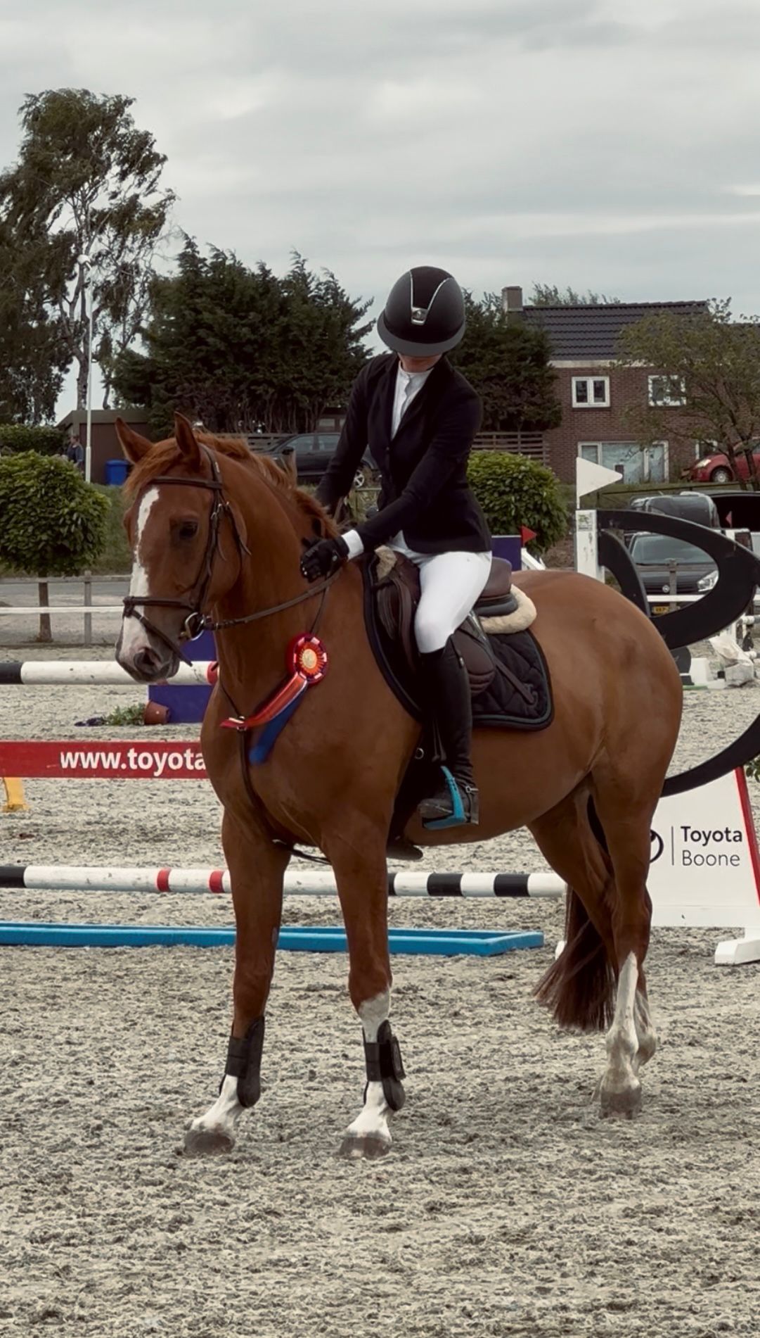 kwpn springpaard ruin 7 anni vos in vendita - Foto 2