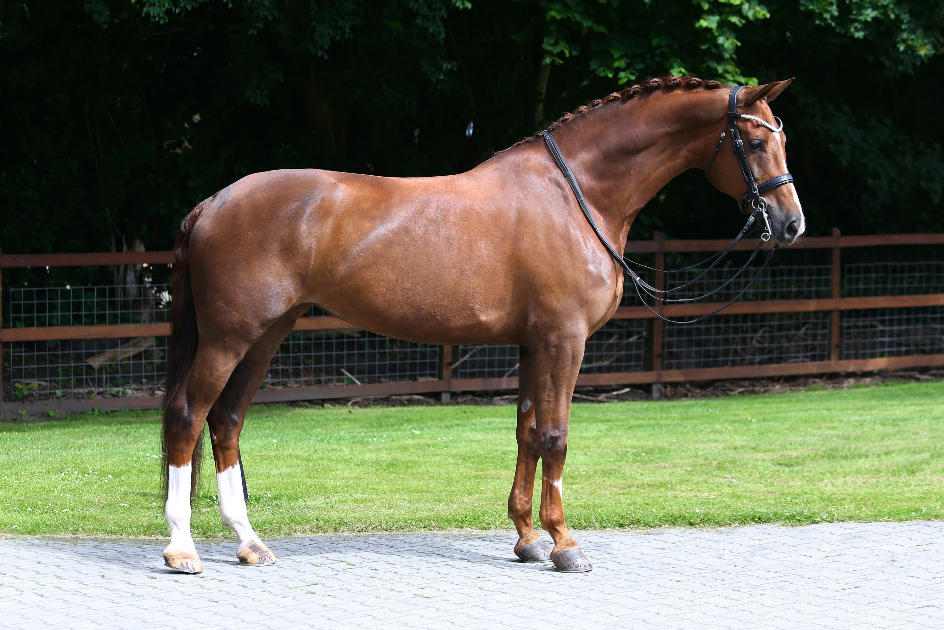 kwpn dressuurpaard merrie 12 jaar vos te koop - Foto 2