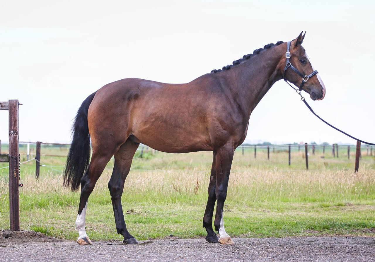 kwpn dressuurpaard ruin 4 år donkerbruin till salu - Foto 2