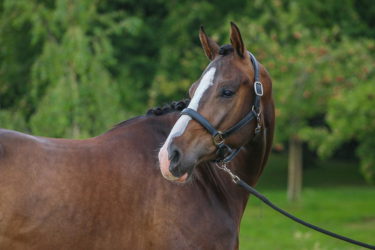 kwpn dressuurpaard ruin 4 år donkerbruin till salu - Foto 5