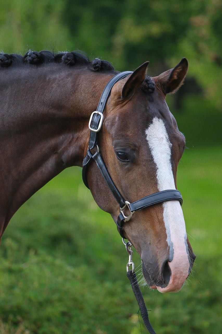 kwpn dressuurpaard ruin 4 år donkerbruin till salu - Foto 4