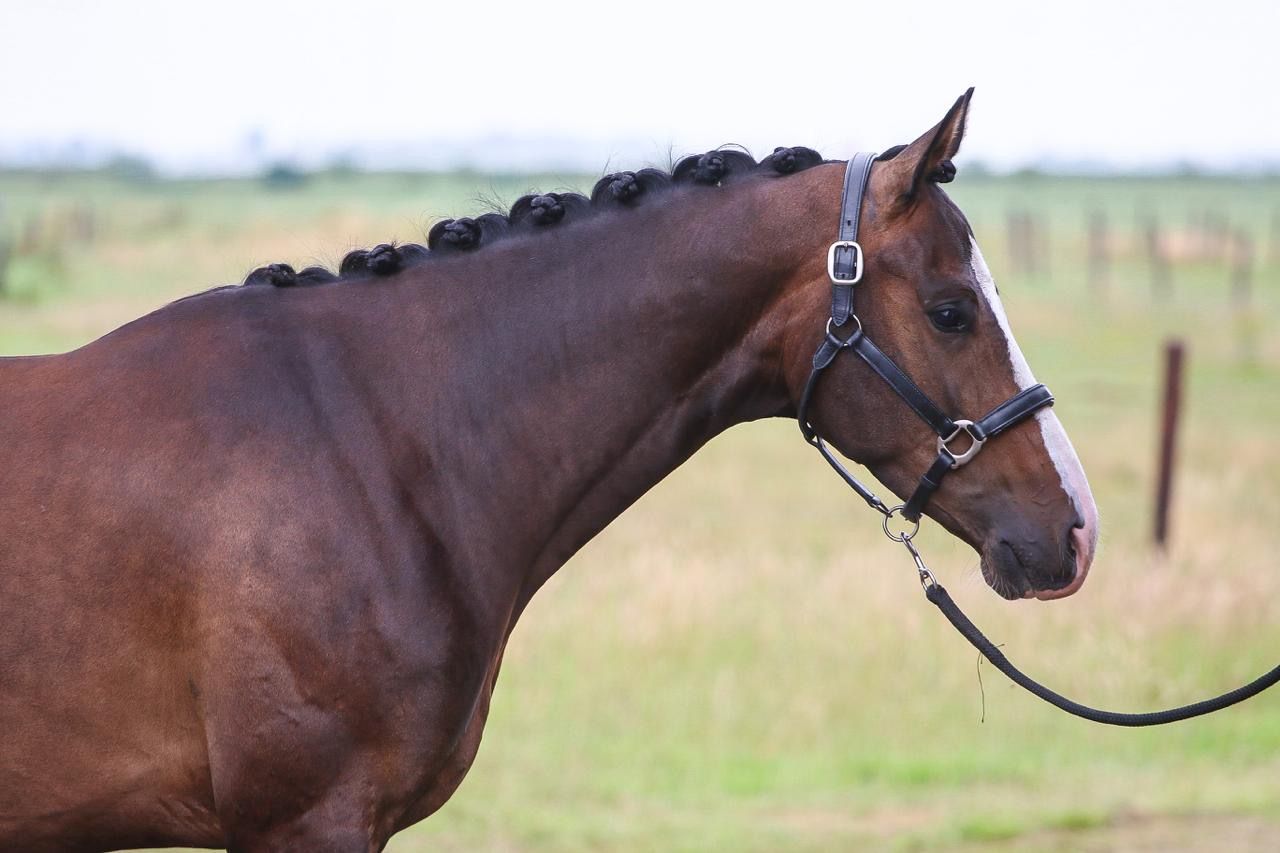 kwpn dressuurpaard ruin 4 år donkerbruin till salu - Foto 3