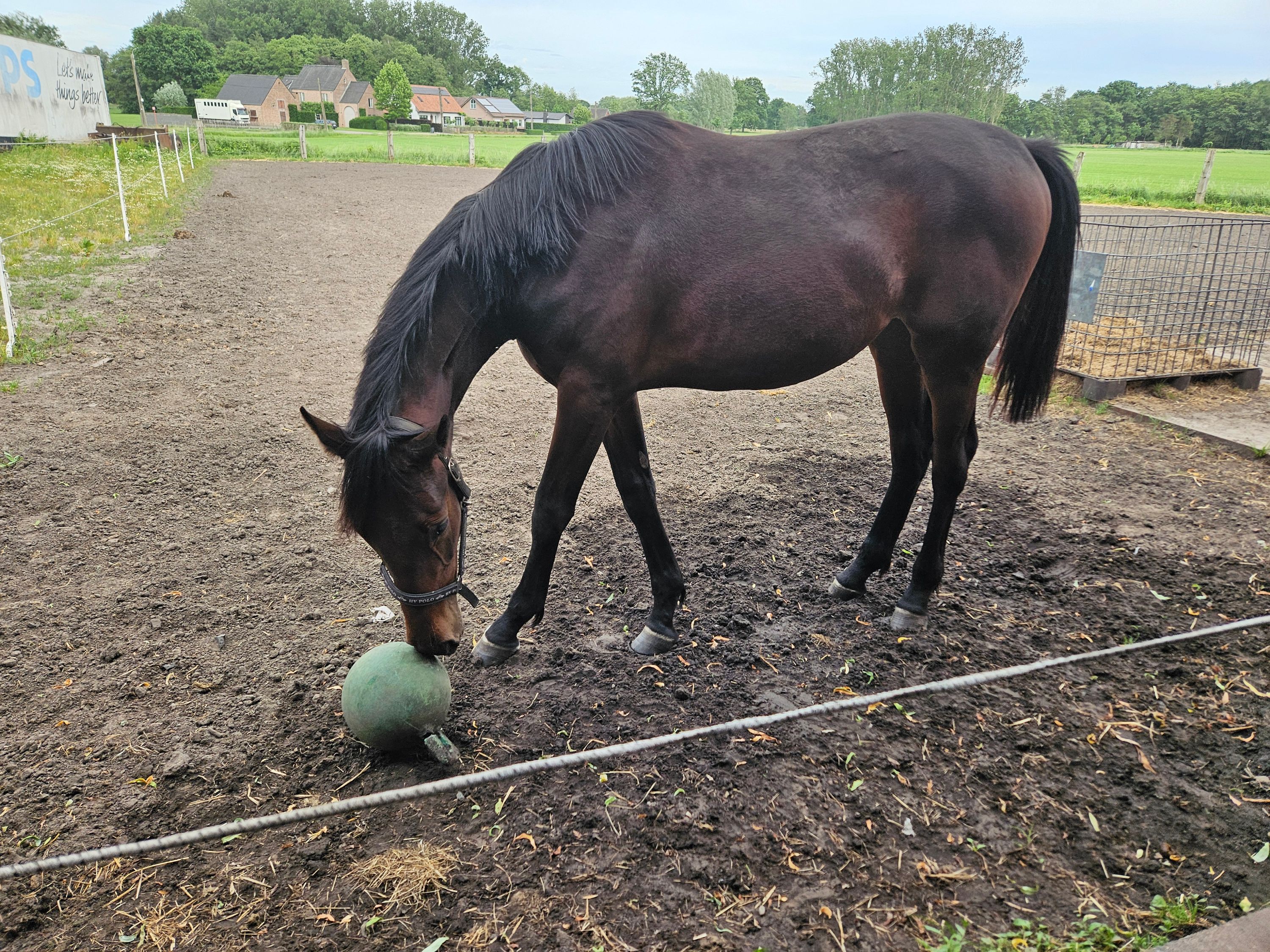 kwpn dressuurpaard merrie 1 ans bruin à vendre - Photo 2