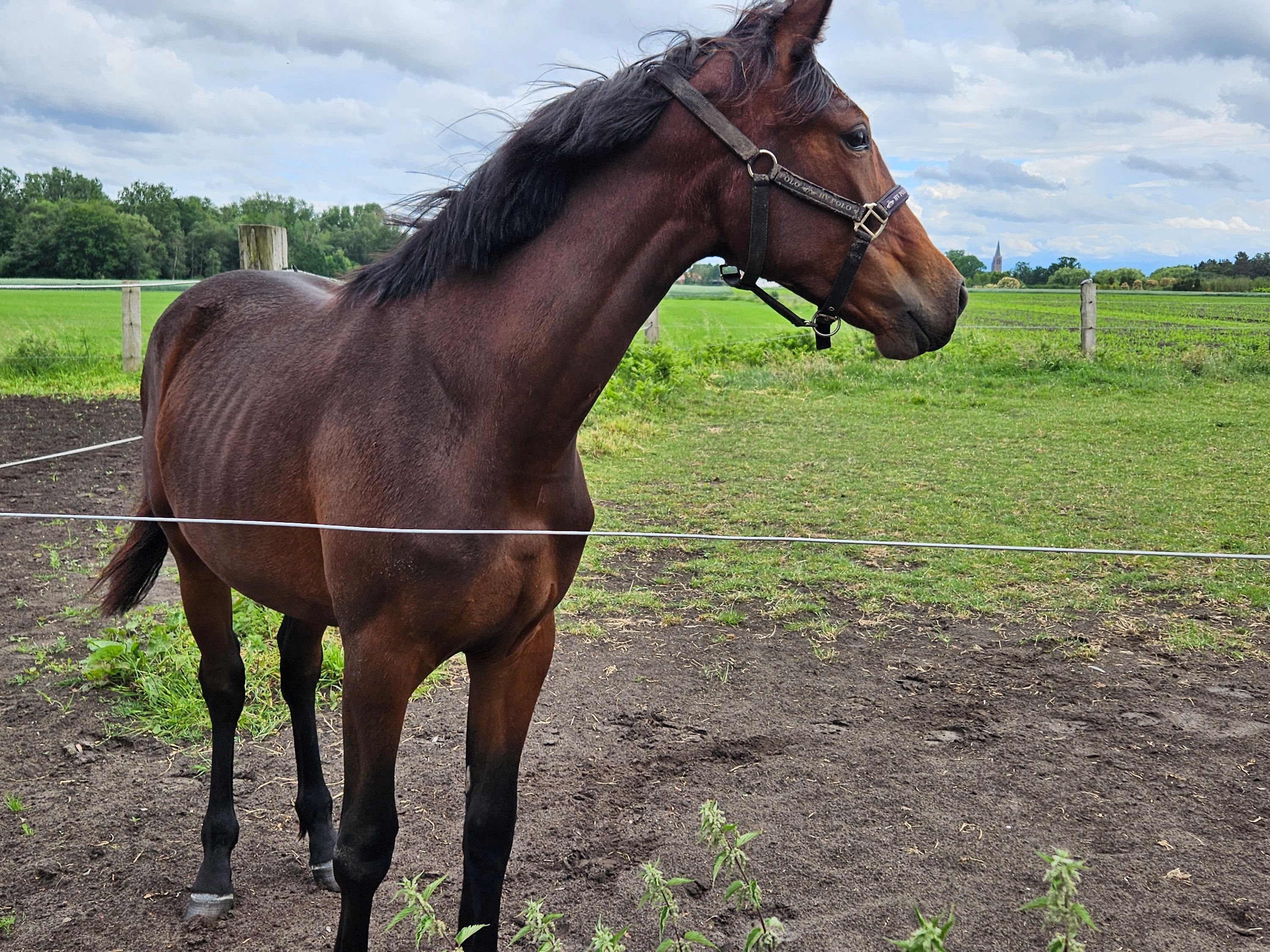 kwpn dressuurpaard merrie 1 ans bruin à vendre - Photo 3