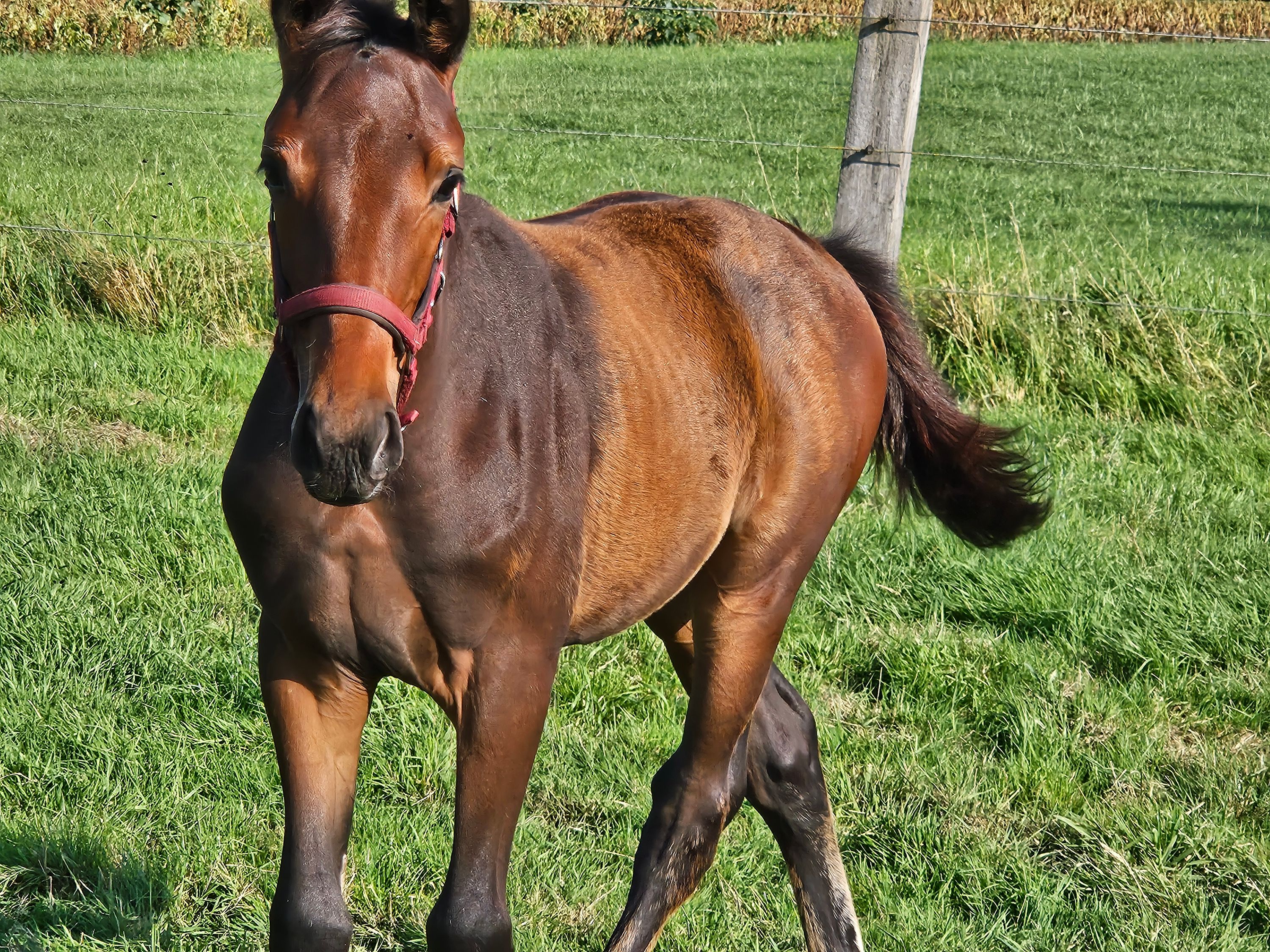kwpn dressuurpaard merrie 1 ans bruin à vendre - Photo 4