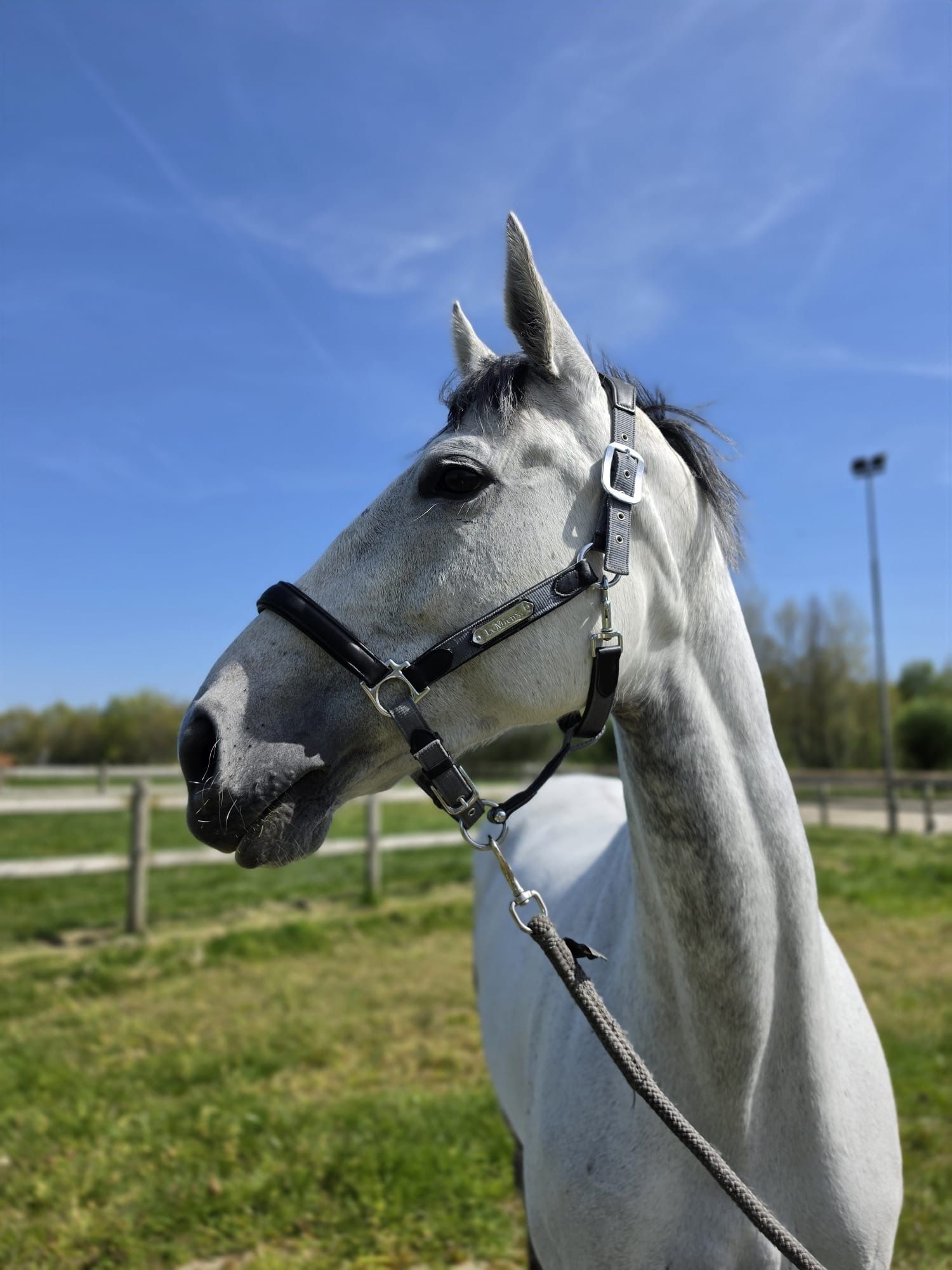 Lieve merrie te koop