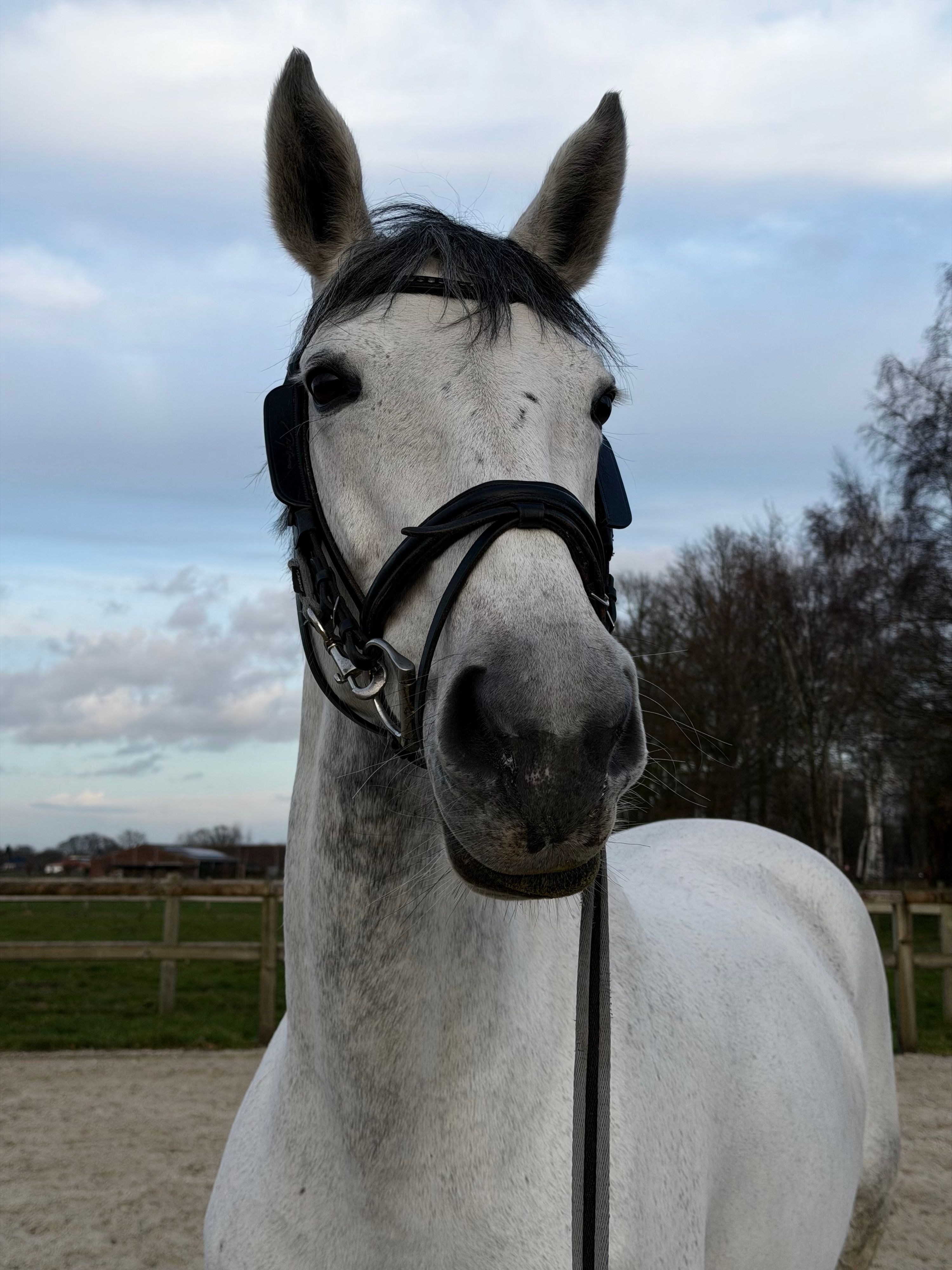 anglo-europees springpaard merrie 11 jaar schimmel te koop - Foto 4
