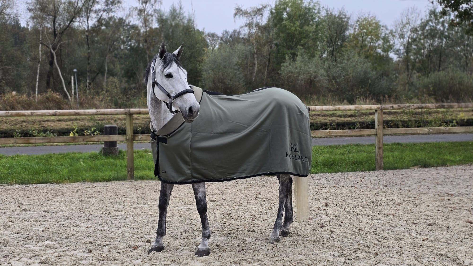 anglo-europees springpaard merrie 11 jaar schimmel te koop - Foto 5