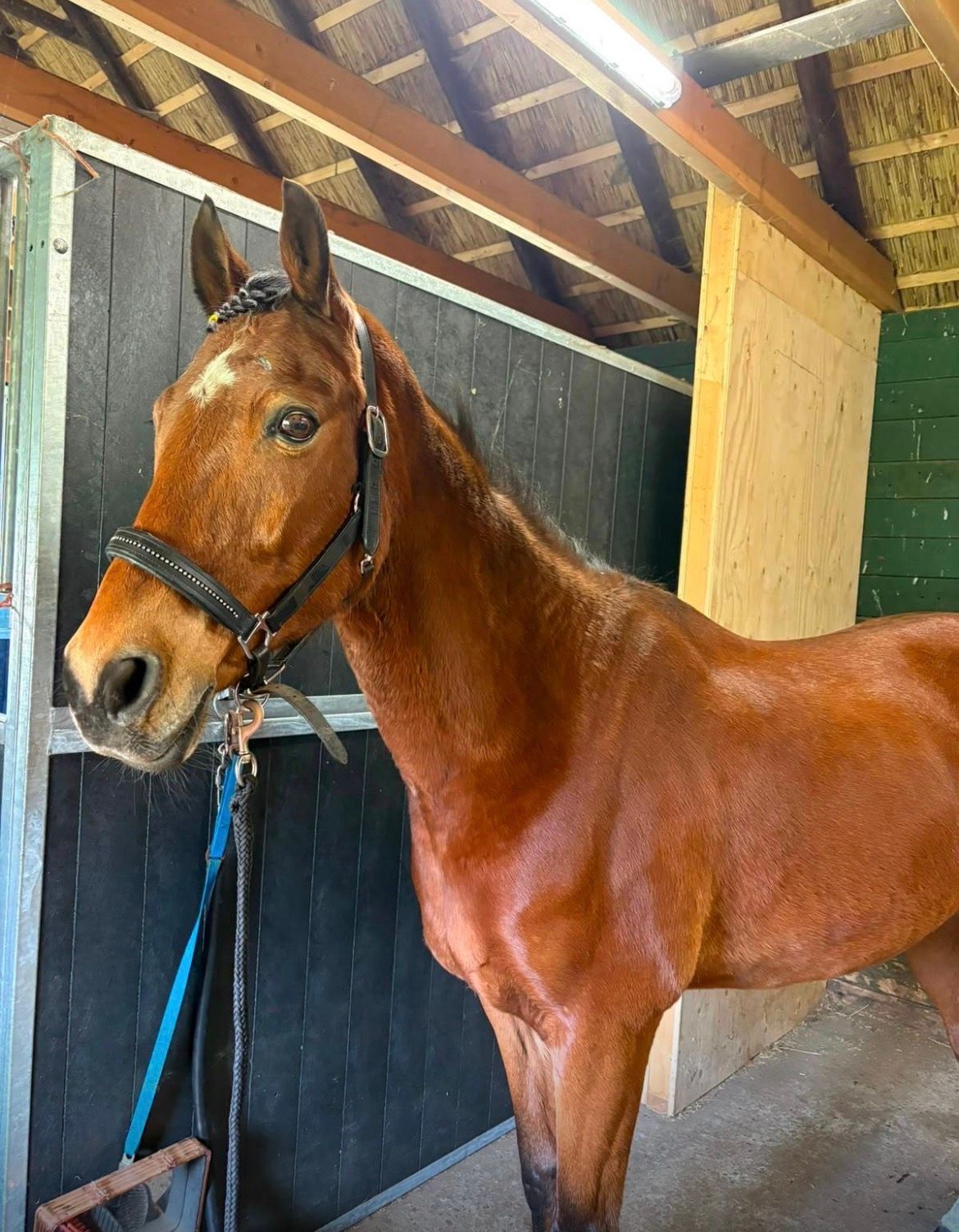 welsh dressuurpony ruin 17 years old donkerbruin for sale - Photo 4