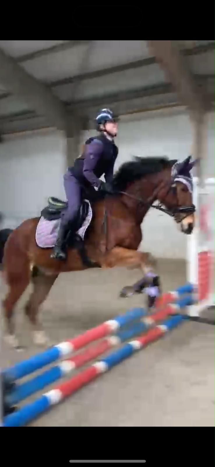 welsh dressuurpony ruin 17 years old donkerbruin for sale - Photo 5
