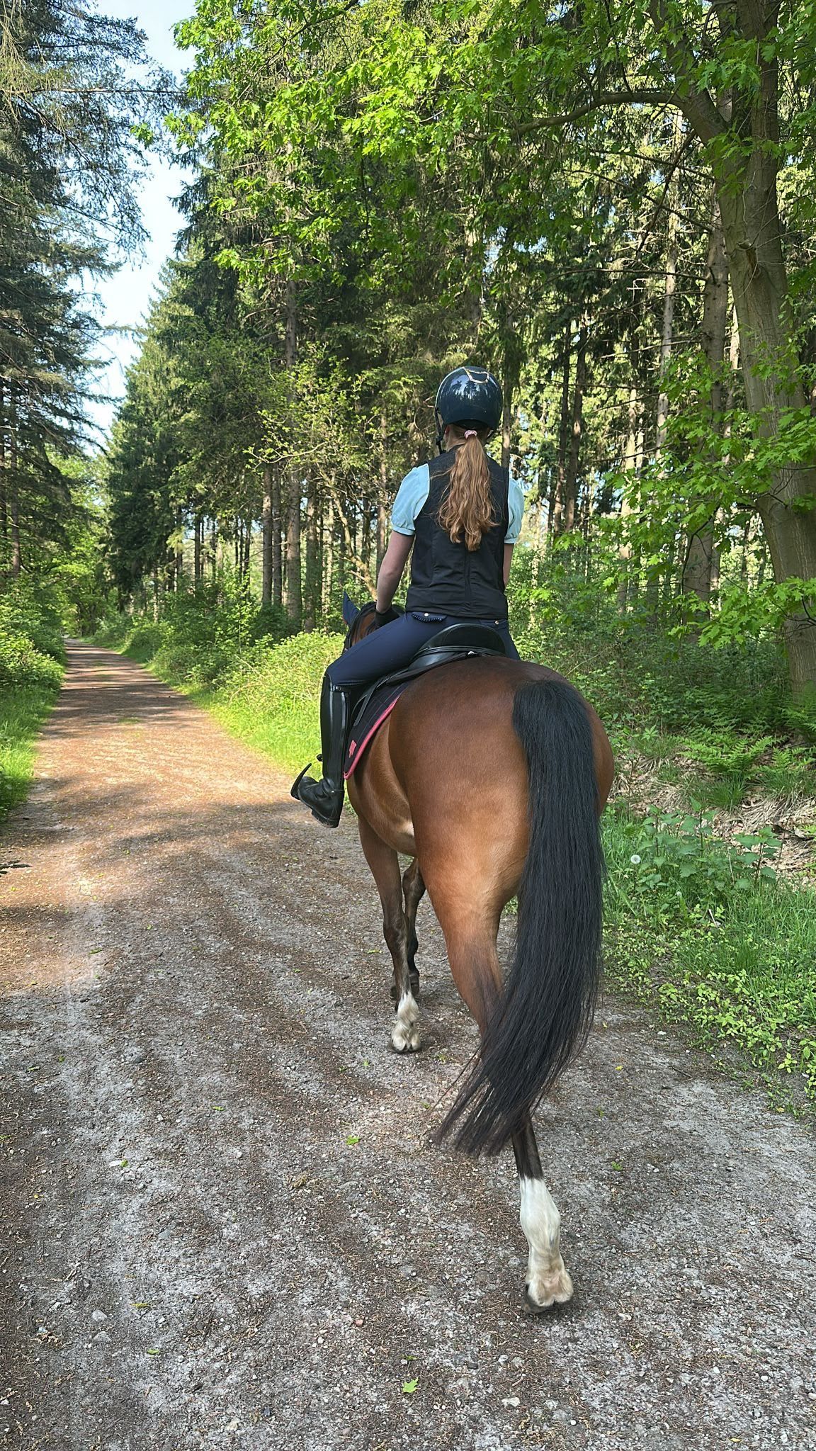 welsh dressuurpony ruin 17 years old donkerbruin for sale - Photo 6