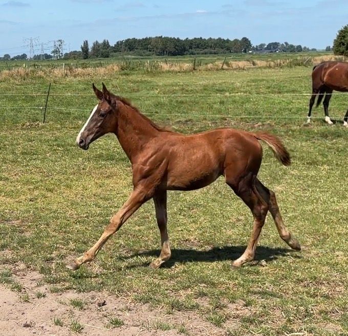 Genetically very interesting Akarad Hero Z filly for the future from an exclusive damline