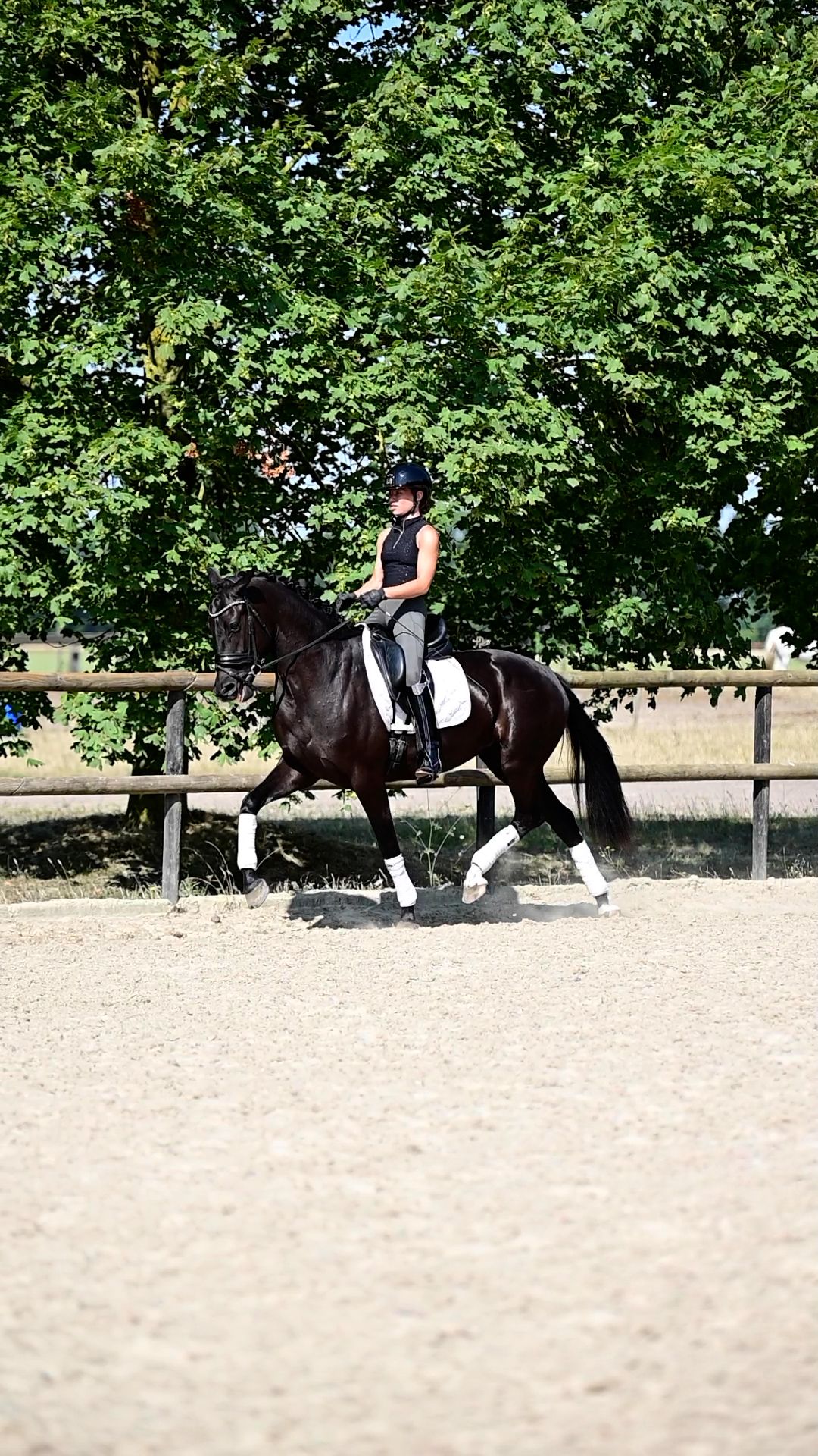 kwpn dressuurpaard merrie 4 years old zwart for sale - Photo 6