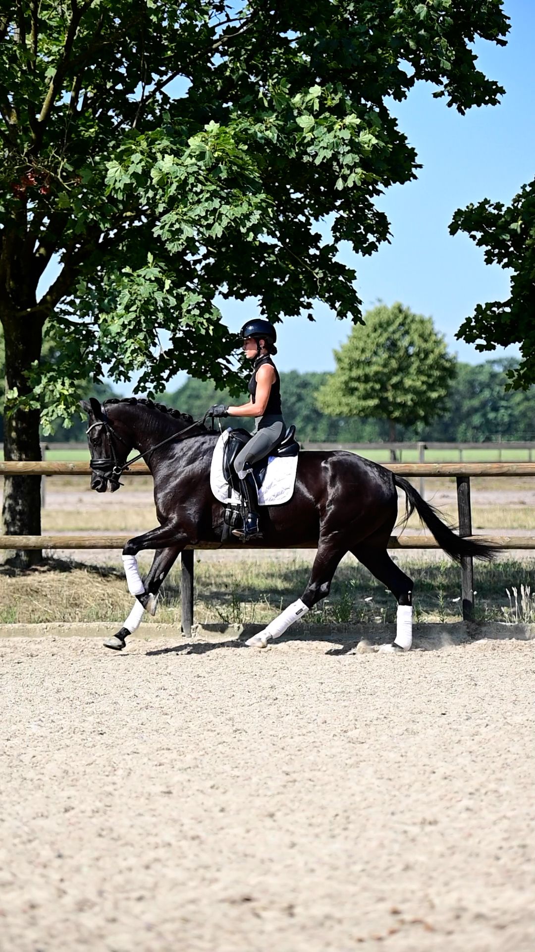kwpn dressuurpaard merrie 4 years old zwart for sale - Photo 5