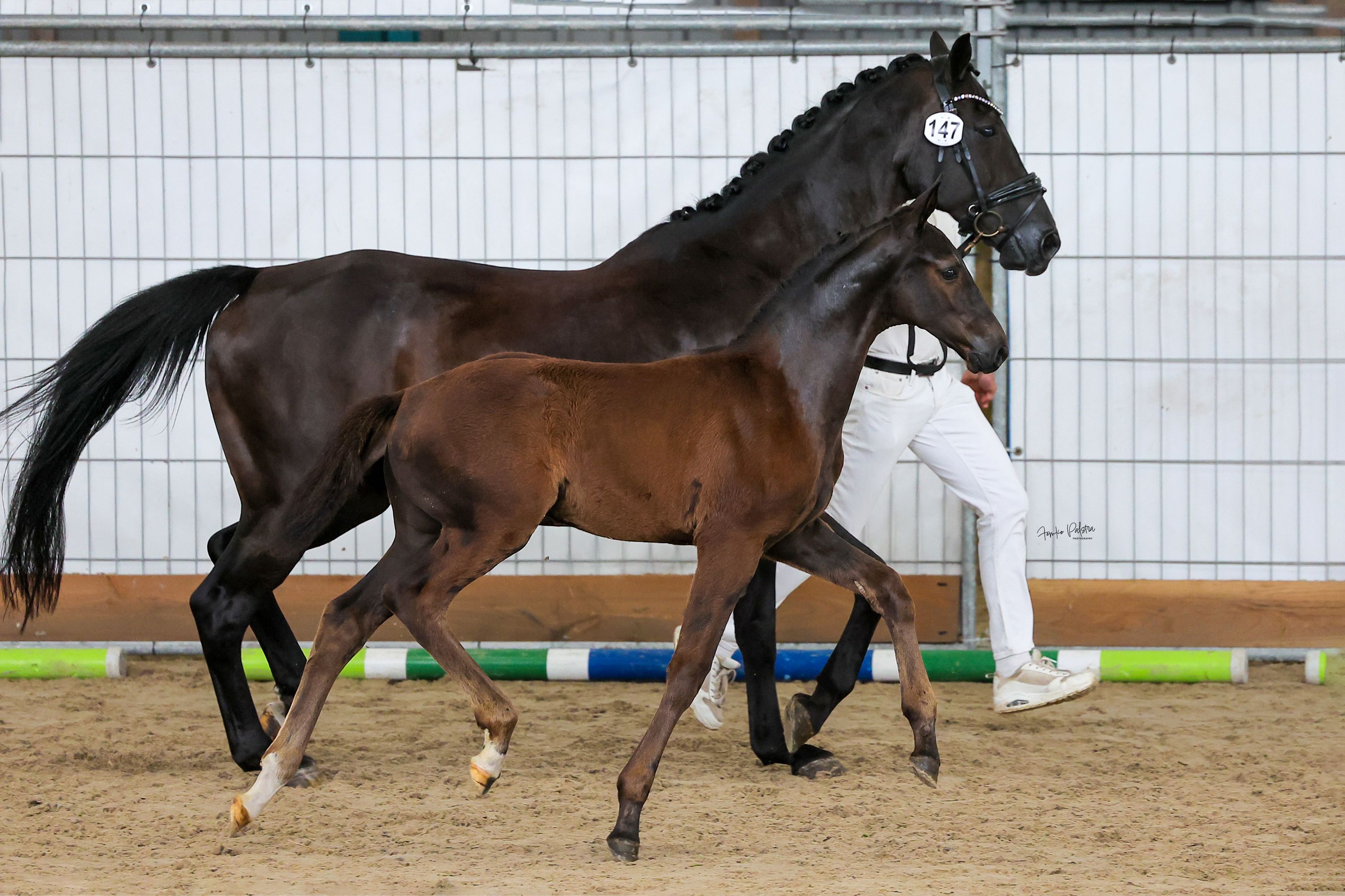 kwpn dressuurpaard hengst 0 ans donkerbruin à vendre - Photo 3