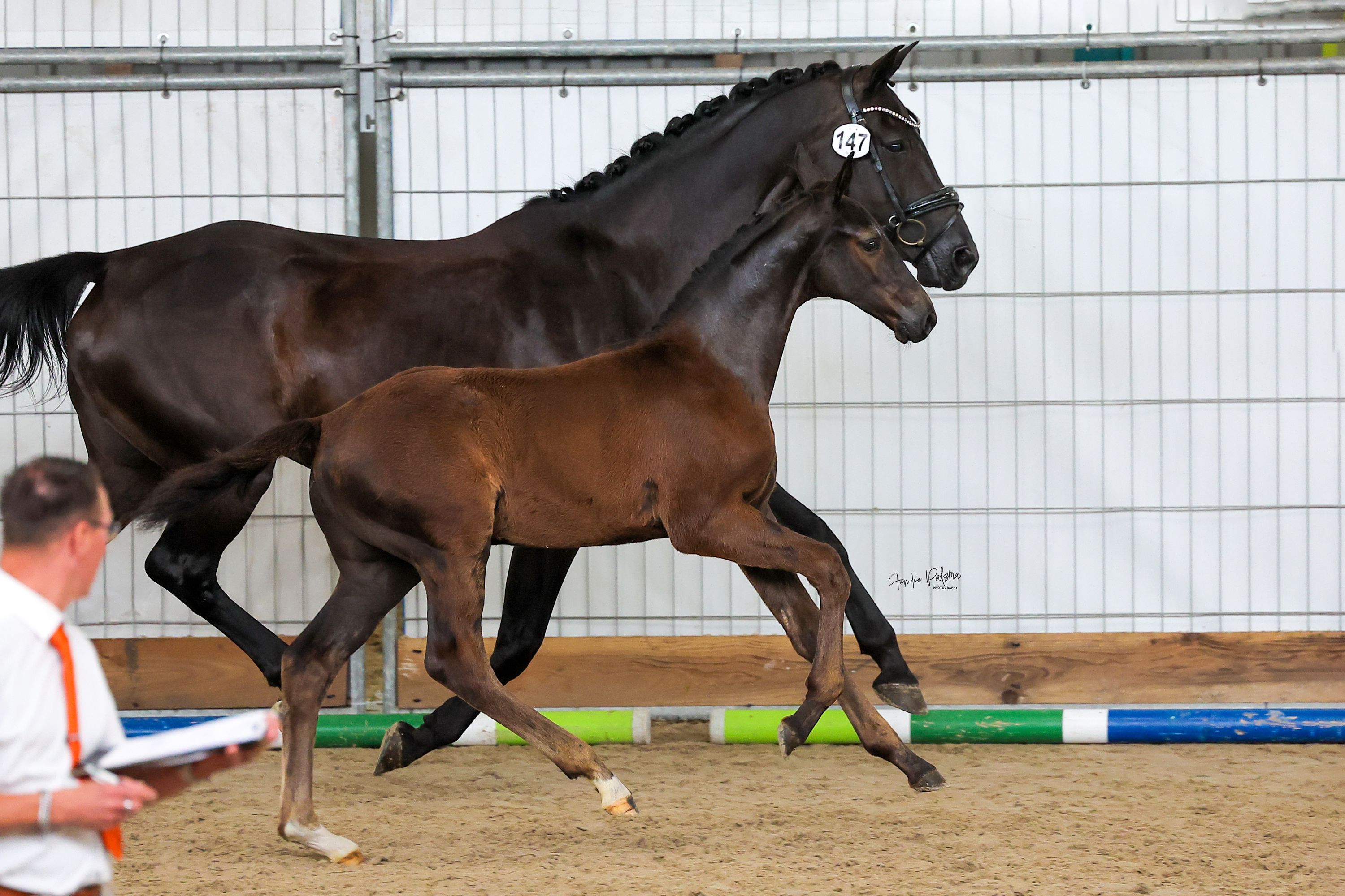 kwpn dressuurpaard hengst 0 ans donkerbruin à vendre - Photo 2