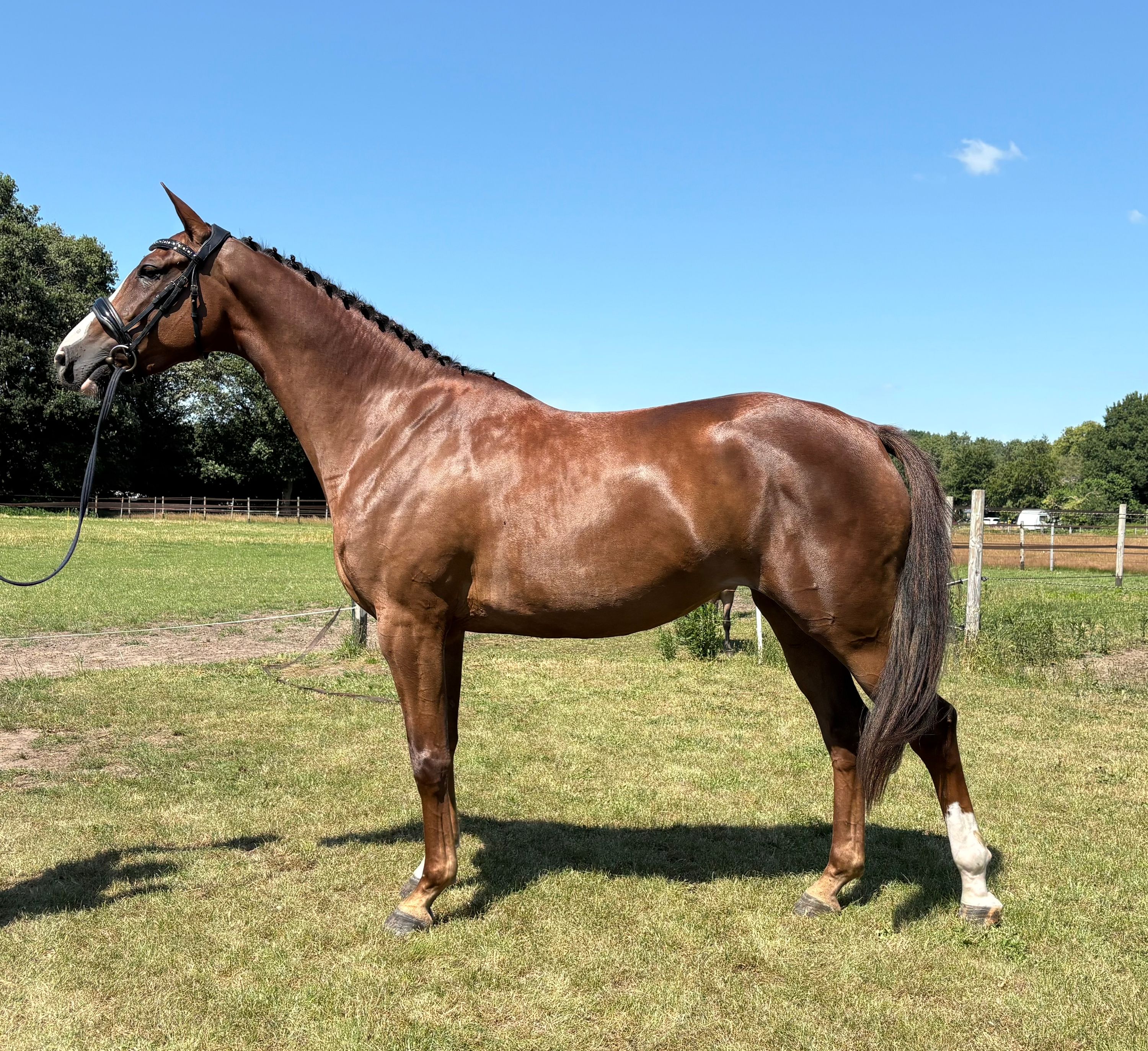 kwpn springpaard merrie 4 years old vos for sale - Photo 2