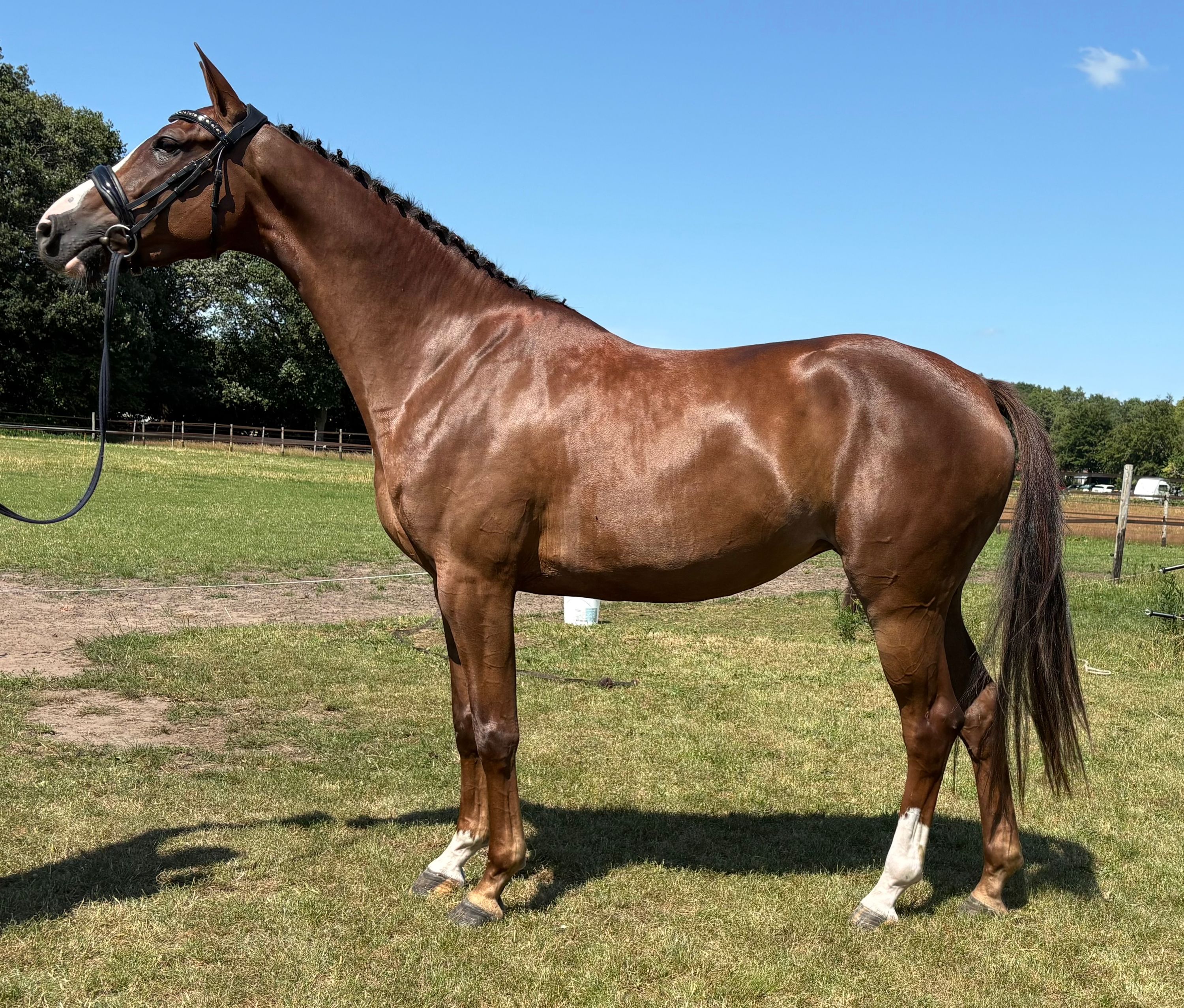 kwpn springpaard merrie 4 years old vos for sale - Photo 4