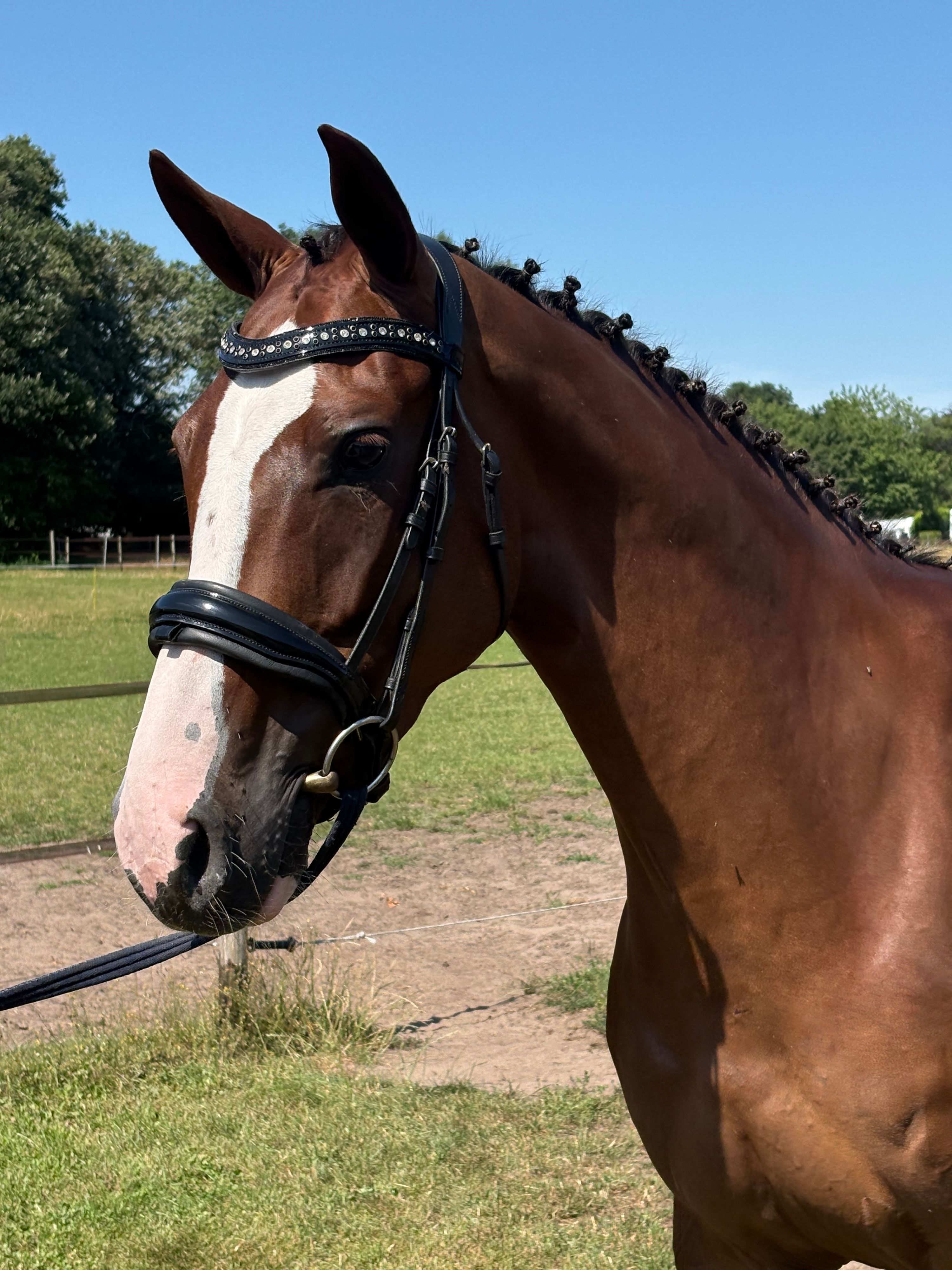 kwpn springpaard merrie 4 years old vos for sale - Photo 3