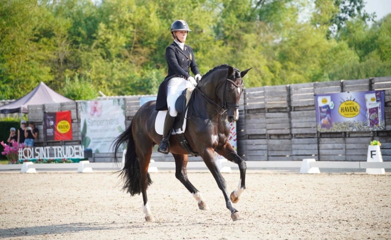 Experienced Elite Ster mare with proven Young Riders experience