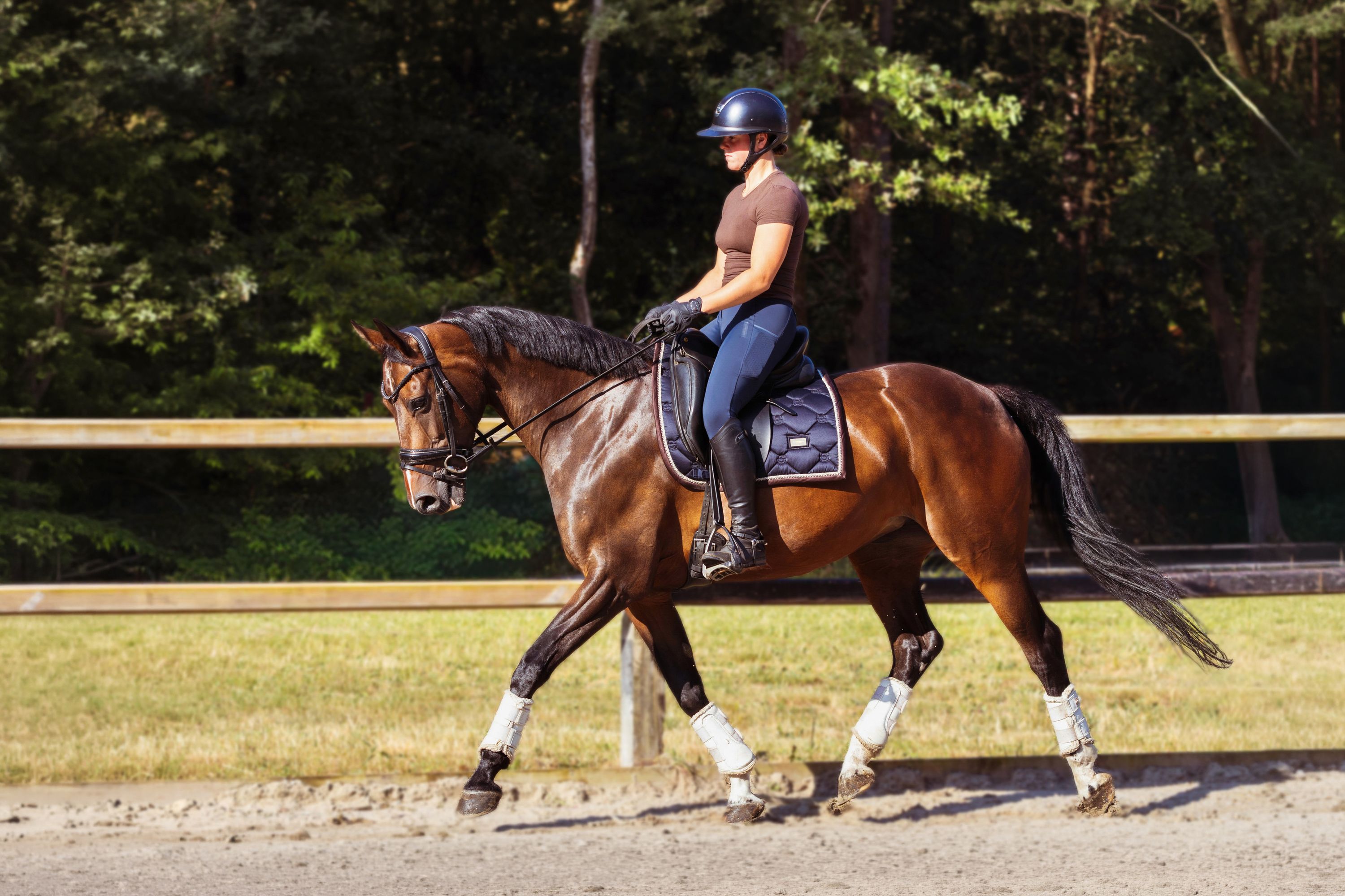 Top cavallo da dressage/polivalente in vendita