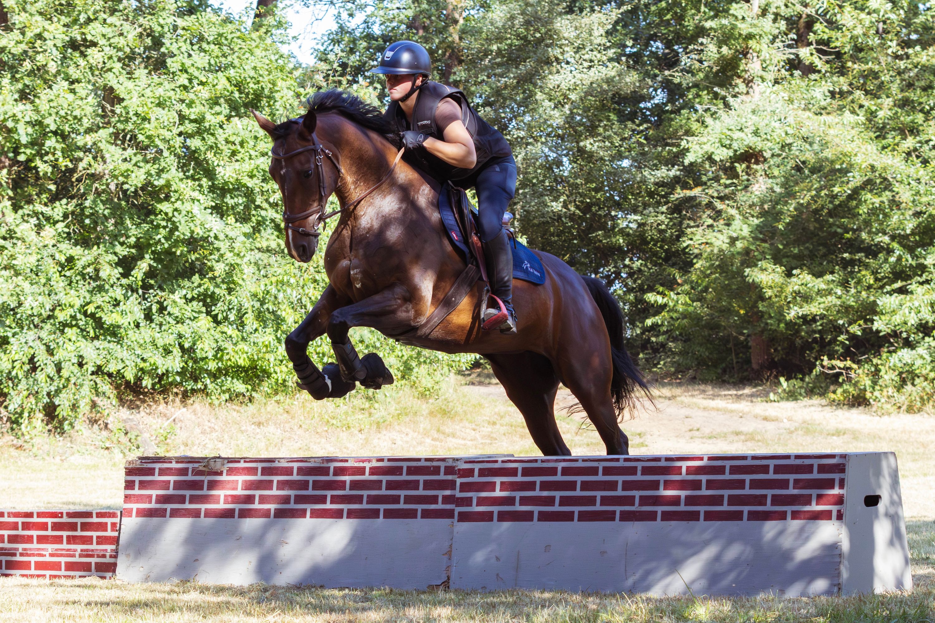 kwpn dressuurpaard merrie 11 anni bruin in vendita - Foto 5