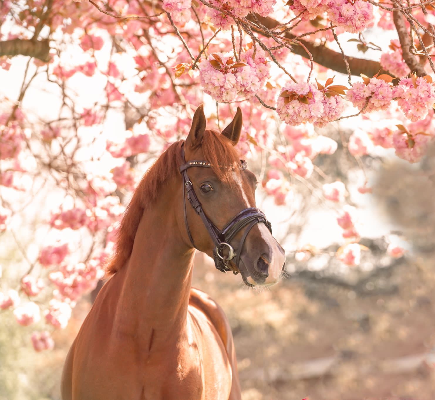 VERY TALENTED AND STUNNING JUMPING/ALL-ROUND PONY