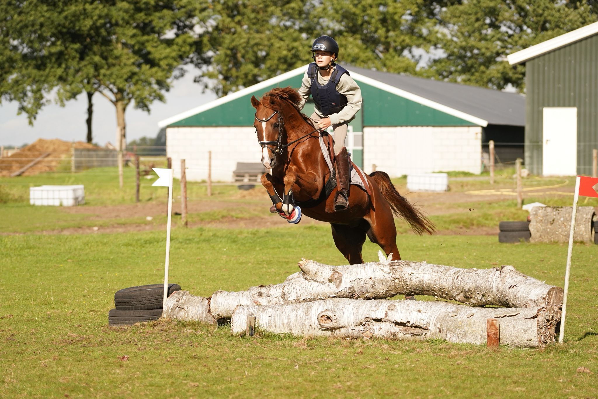 allround-pony ruin 7 years old vos for sale - Photo 3
