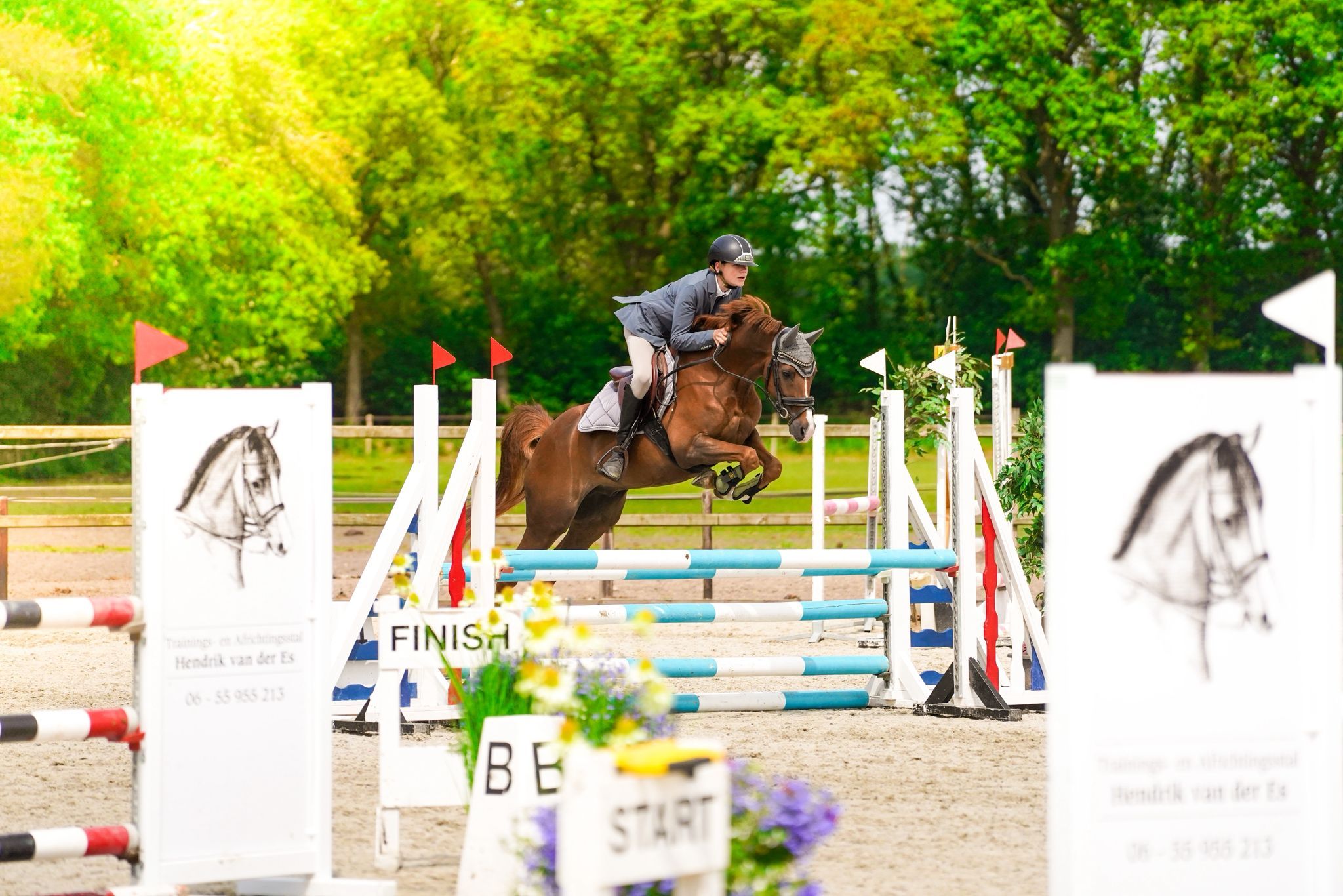 allround-pony ruin 7 years old vos for sale - Photo 4