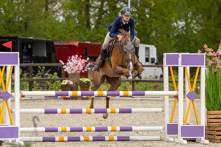 allround-pony ruin 7 years old vos for sale - Photo 2