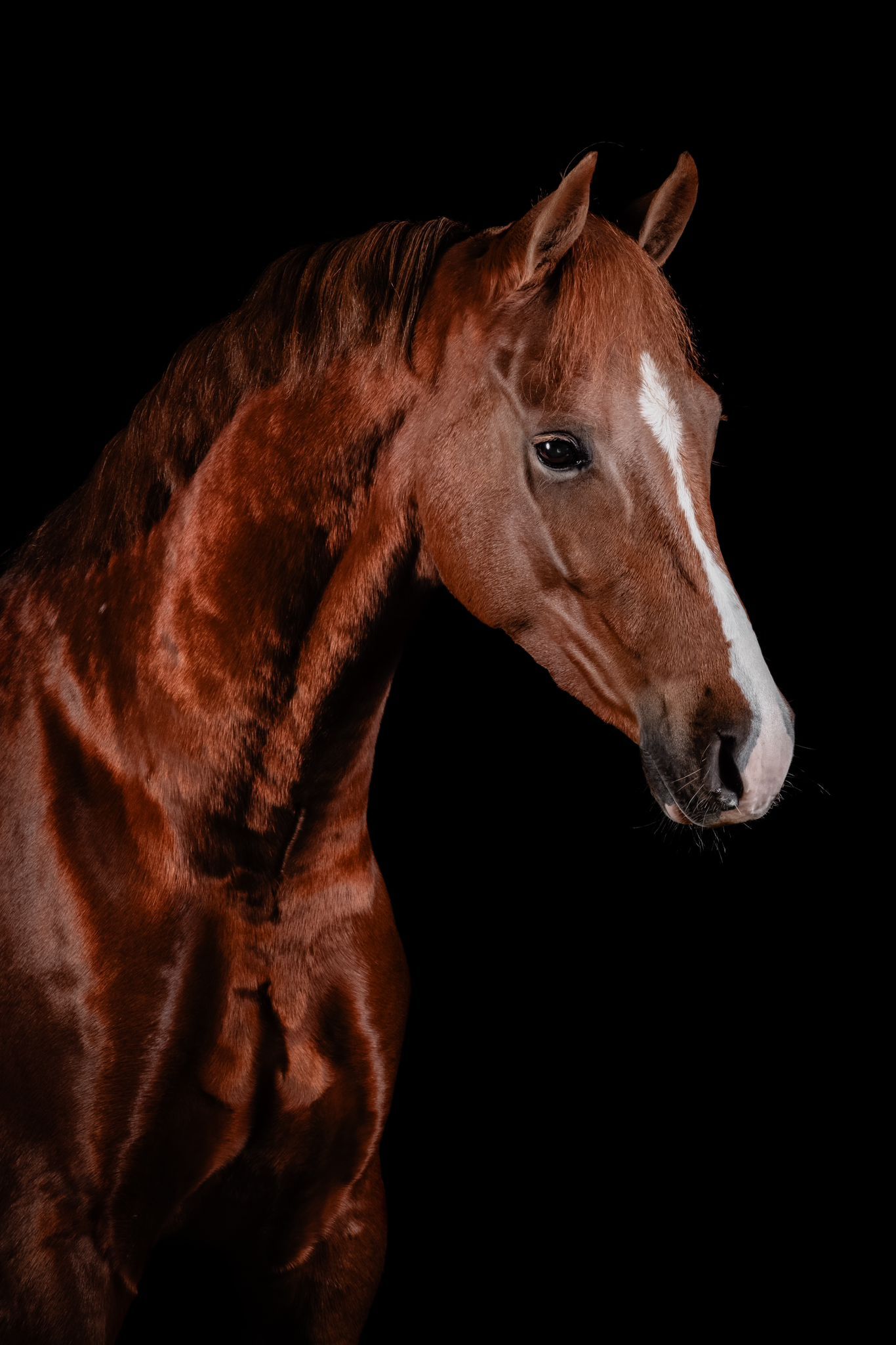 allround-pony ruin 7 years old vos for sale - Photo 5