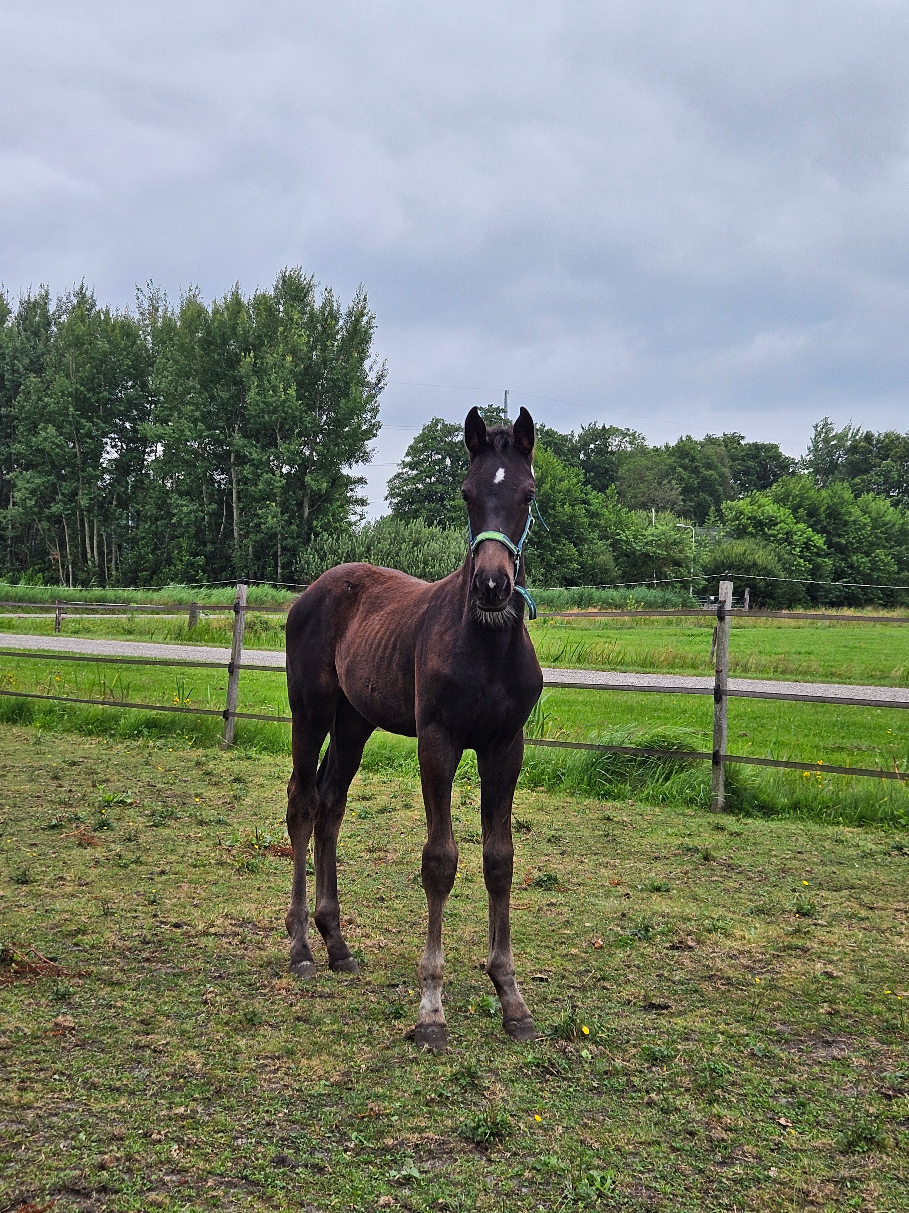kwpn dressuurpaard hengst 0 years old donkerbruin for sale - Photo 6
