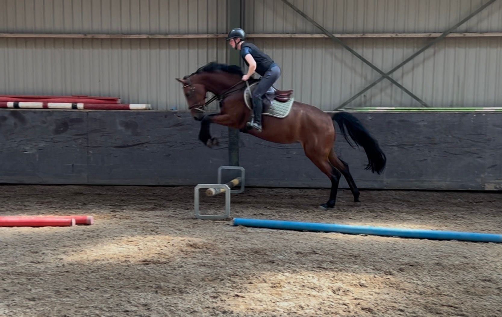 KWPN springpaard Merrie 4 歳 Bruin 売り出し中 - 写真 3