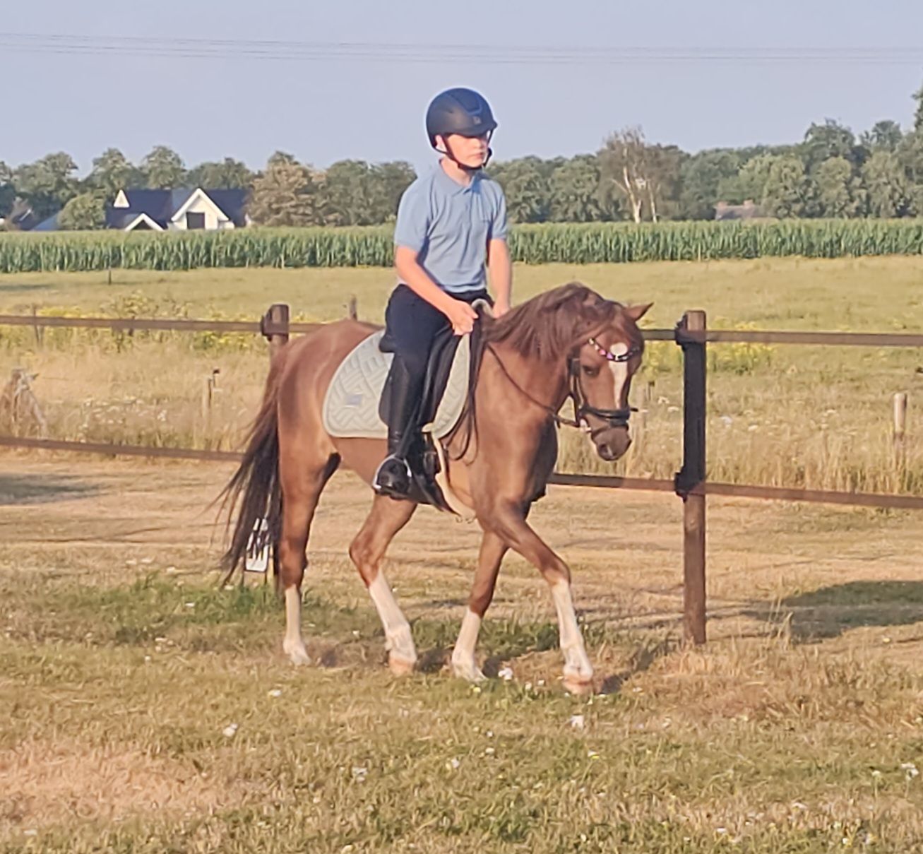 Handsome talented C sport pony 8 years old