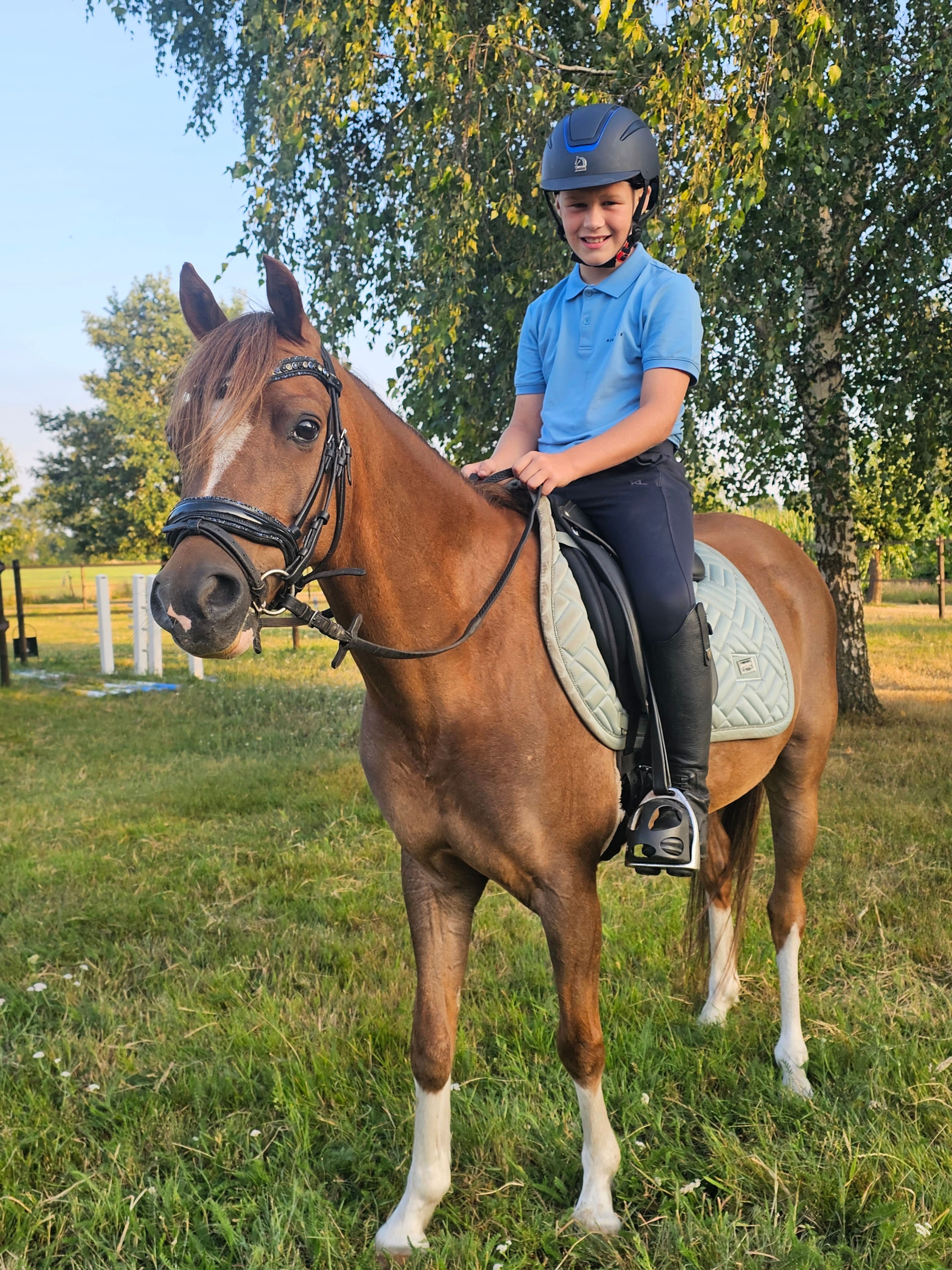 welsh dressuurpony ruin 8 år vos till salu - Foto 2