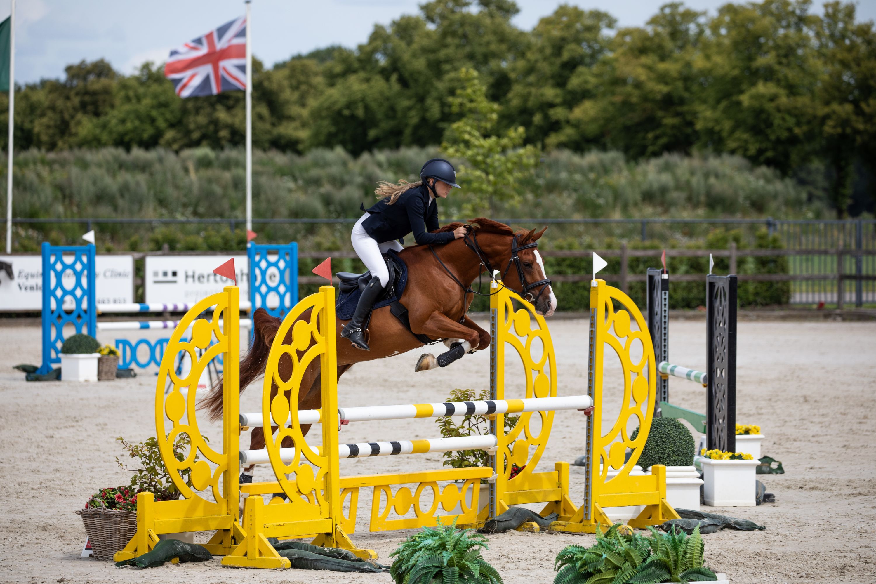 kwpn springpony merrie 15 years old vos for sale - Photo 2