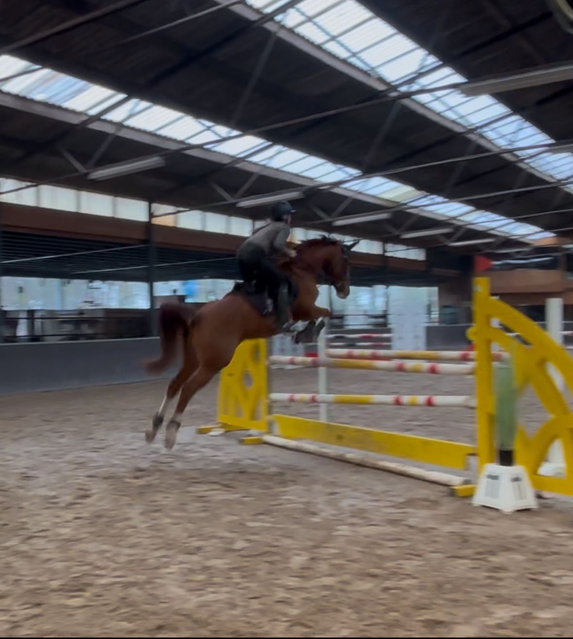 kwpn springpony merrie 15 years old vos for sale - Photo 3