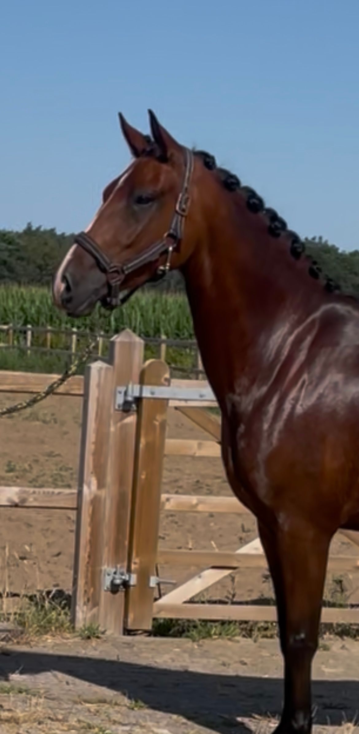 Gorgeous 4-year-old D sport pony