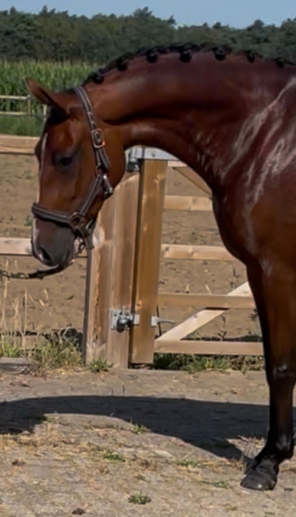 nrps dressuurpony ruin 4 years old bruin for sale - Photo 2