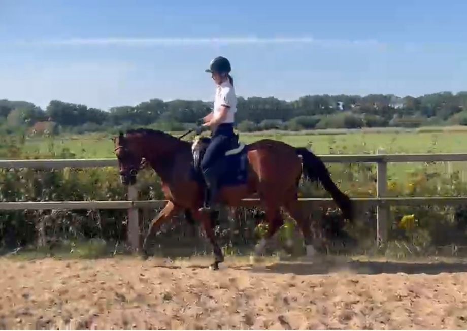 nrps dressuurpony ruin 4 years old bruin for sale - Photo 3