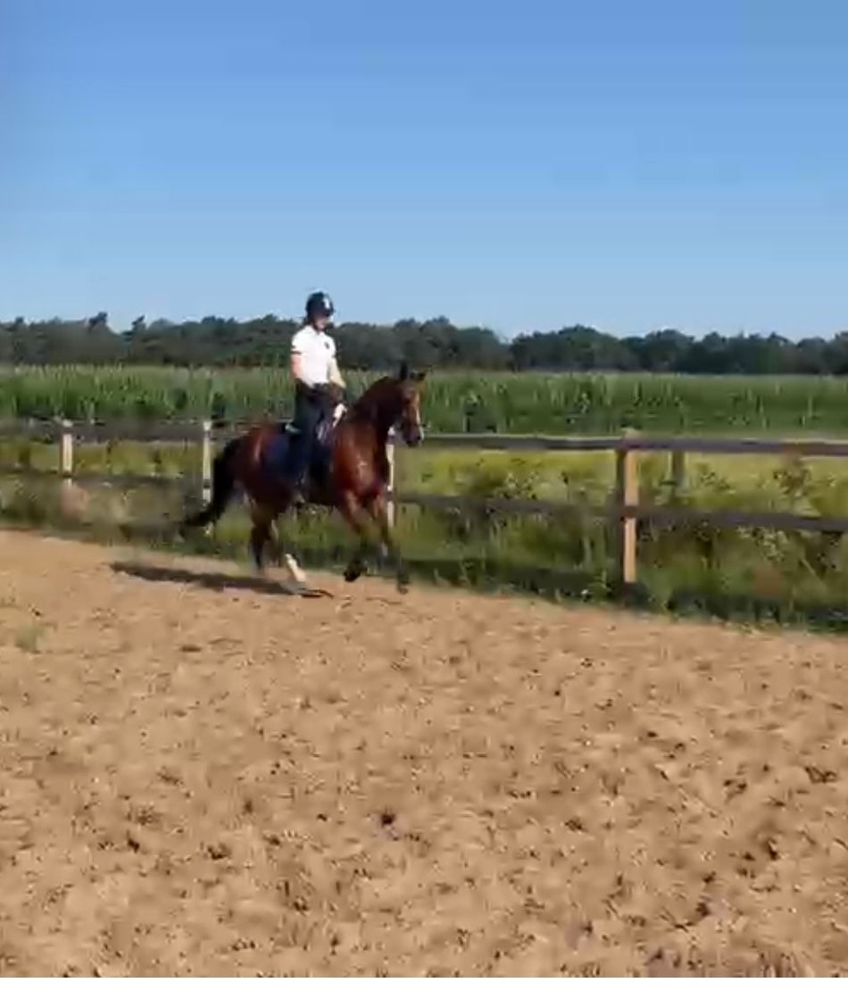 nrps dressuurpony ruin 4 years old bruin for sale - Photo 6