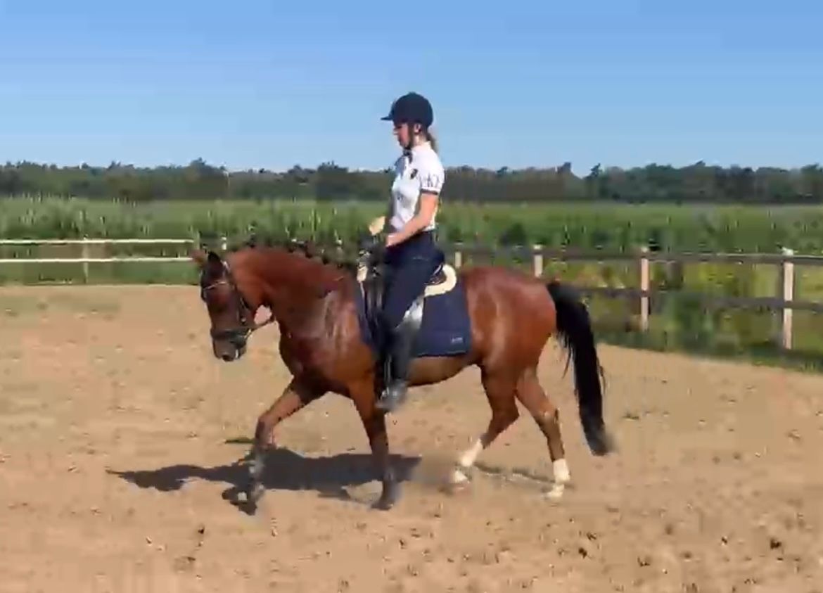 nrps dressuurpony ruin 4 years old bruin for sale - Photo 4