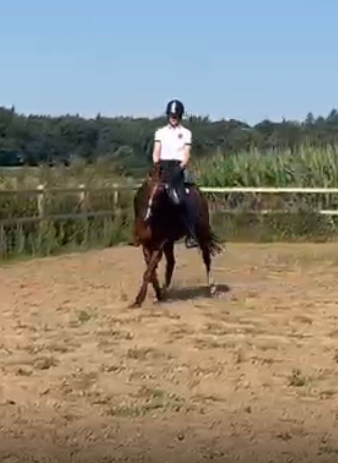 nrps dressuurpony ruin 4 years old bruin for sale - Photo 5