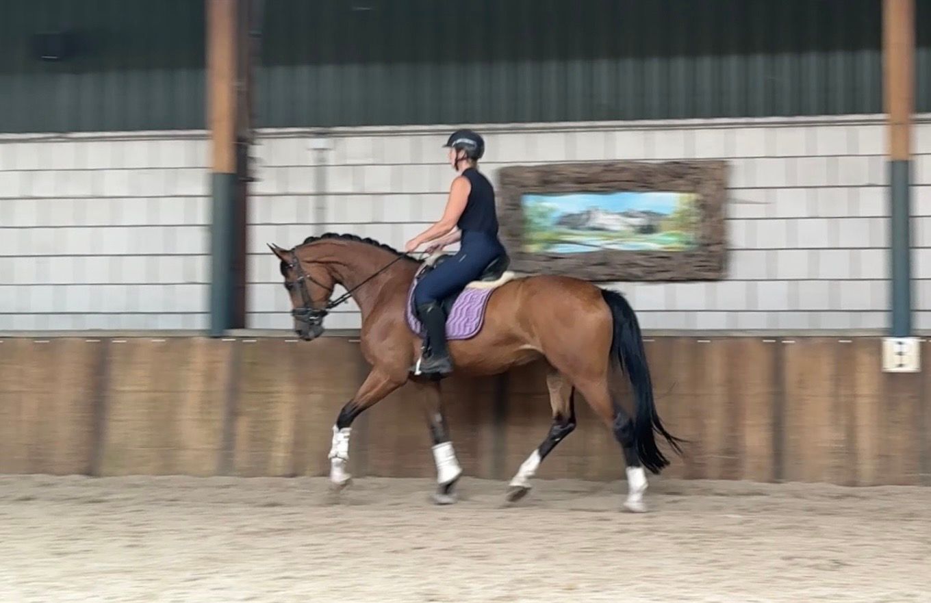 Promising 6-year-old KWPN dressage mare | Rubin Royal OLD