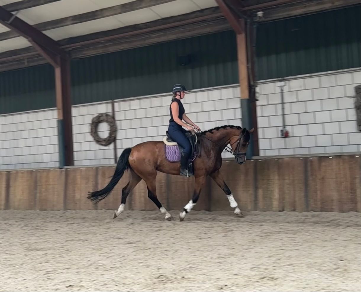 kwpn dressuurpaard merrie 6 years old bruin for sale - Photo 4