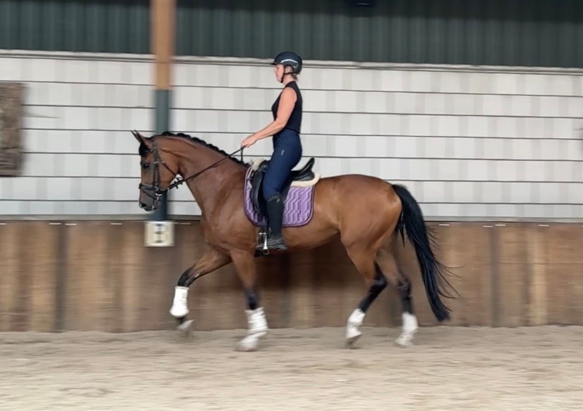 kwpn dressuurpaard merrie 6 years old bruin for sale - Photo 3