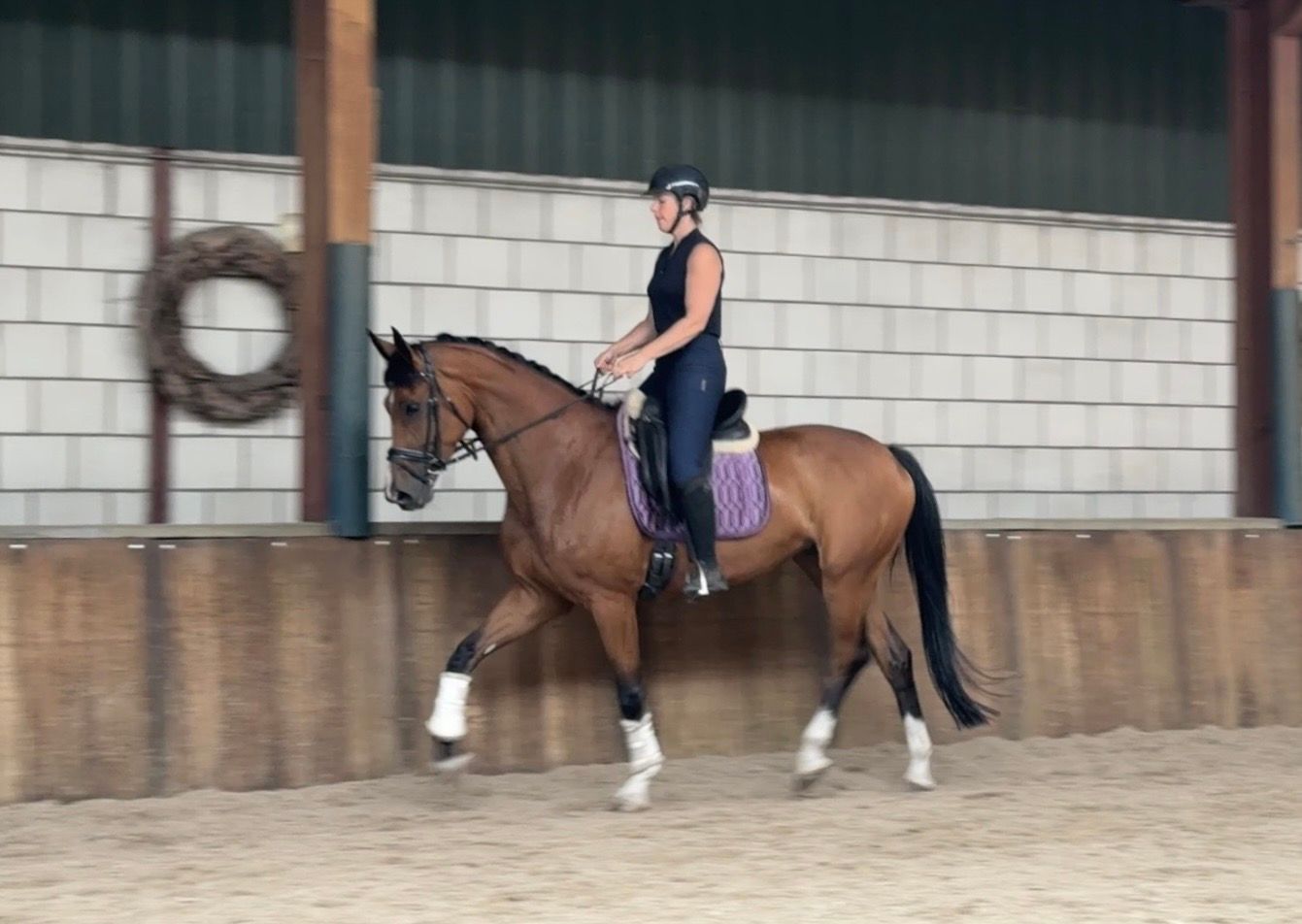 kwpn dressuurpaard merrie 6 years old bruin for sale - Photo 2